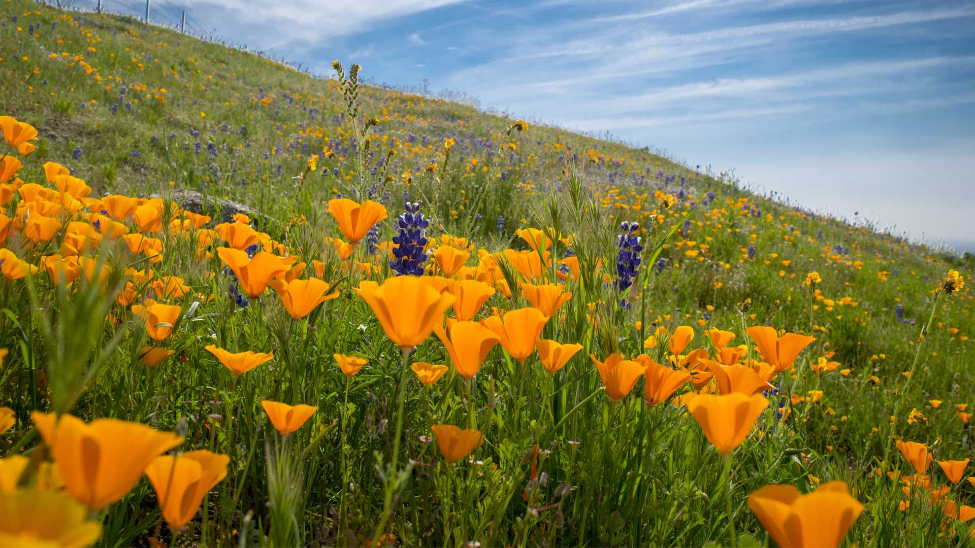 Kern County Wildflowers - Kern County, California | Official Tourism ...