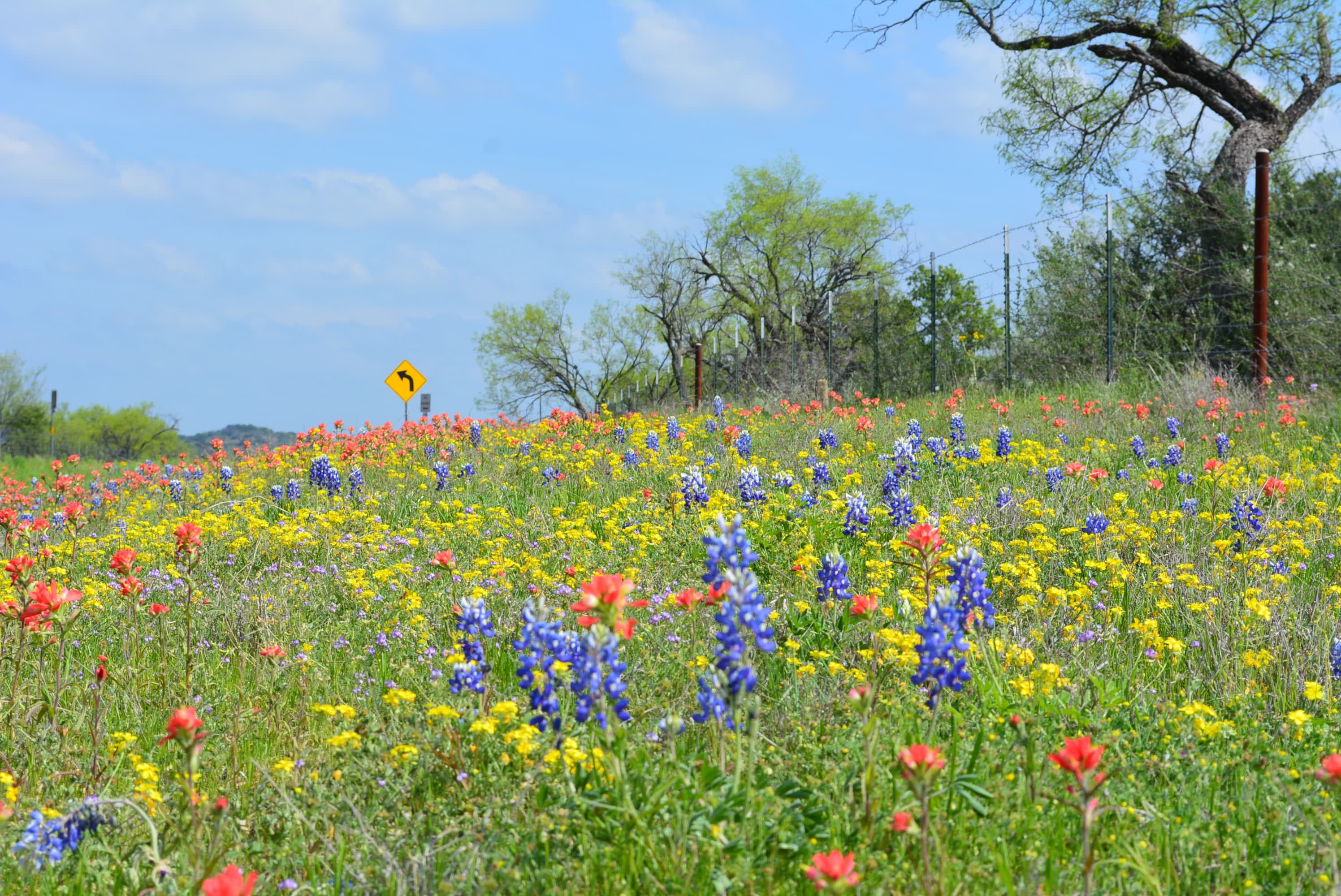 Where To Find Wildflowers? Experts Weigh In - Science Friday