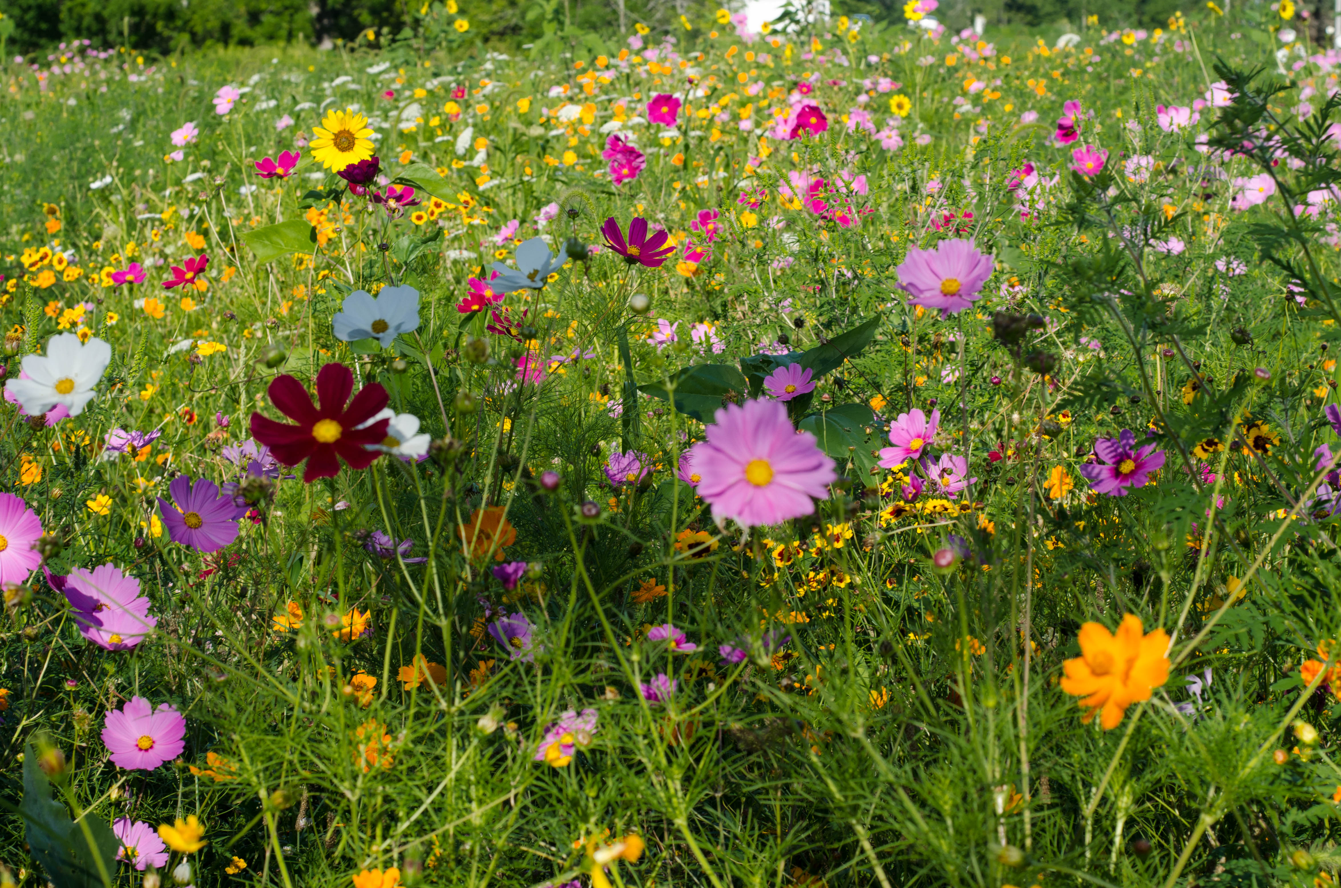 A Field of Wild Flowers – A New Day: Living Life Almost Gracefully