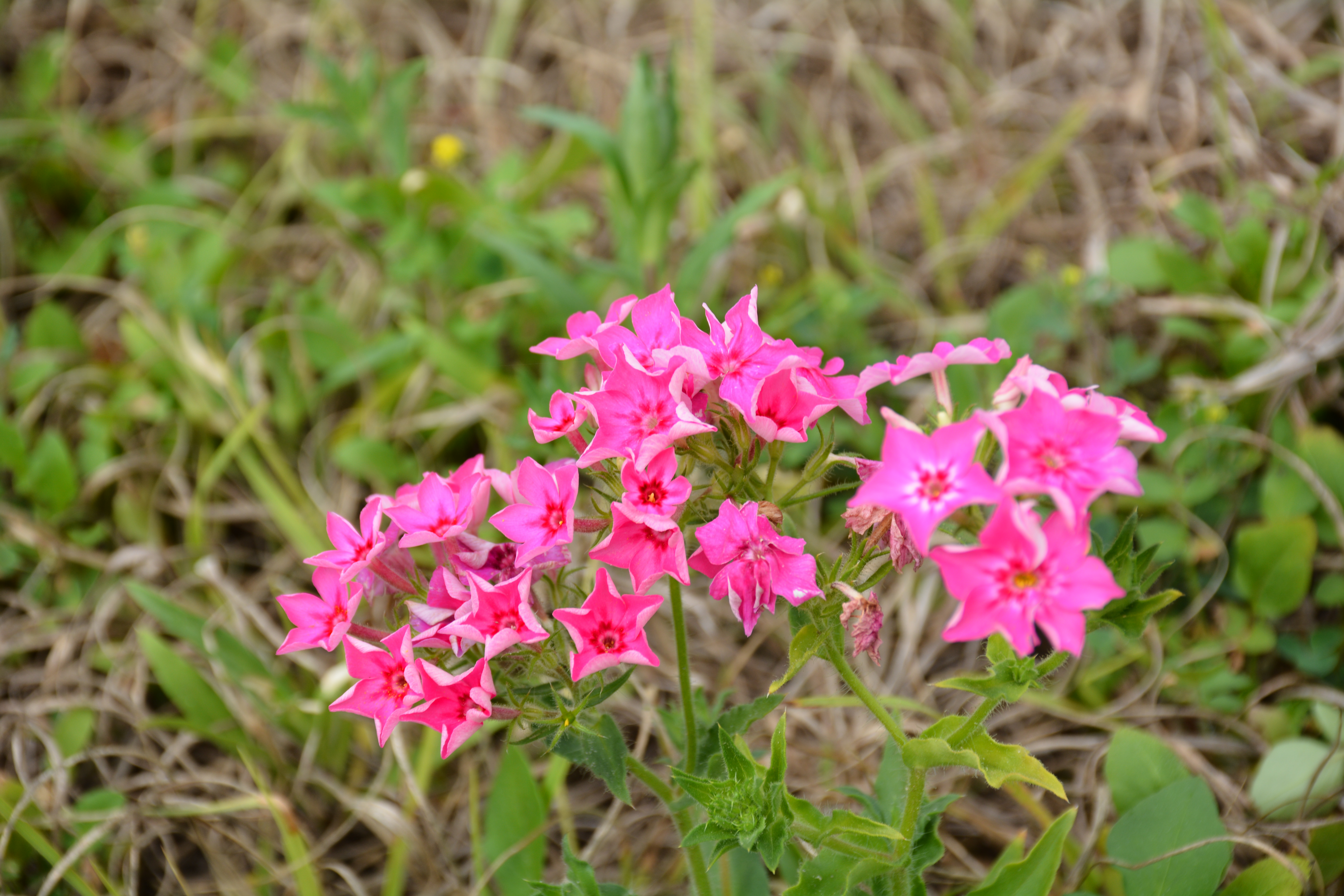 Wildflowers! They're arriving! | FDOT Northeast