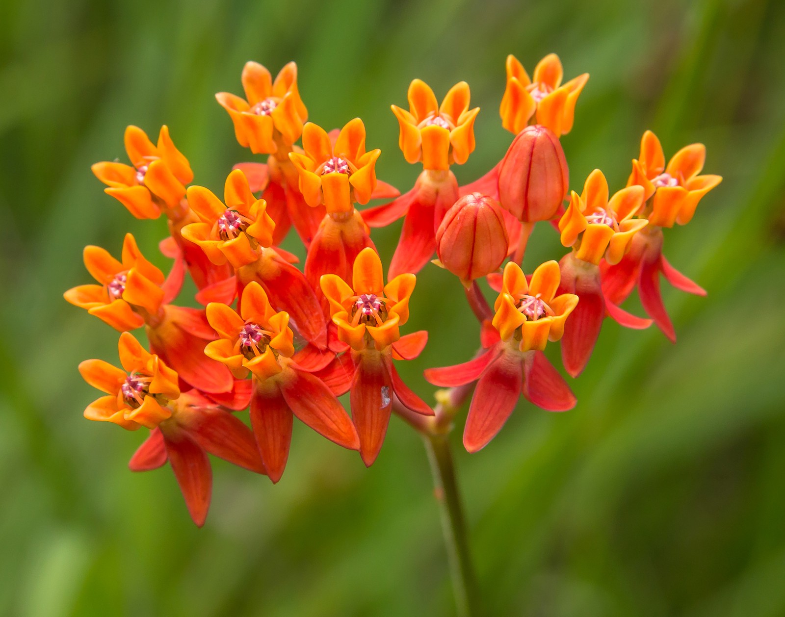 25 of the Most Beautiful Wildflowers in Georgia – The Philipendium ...