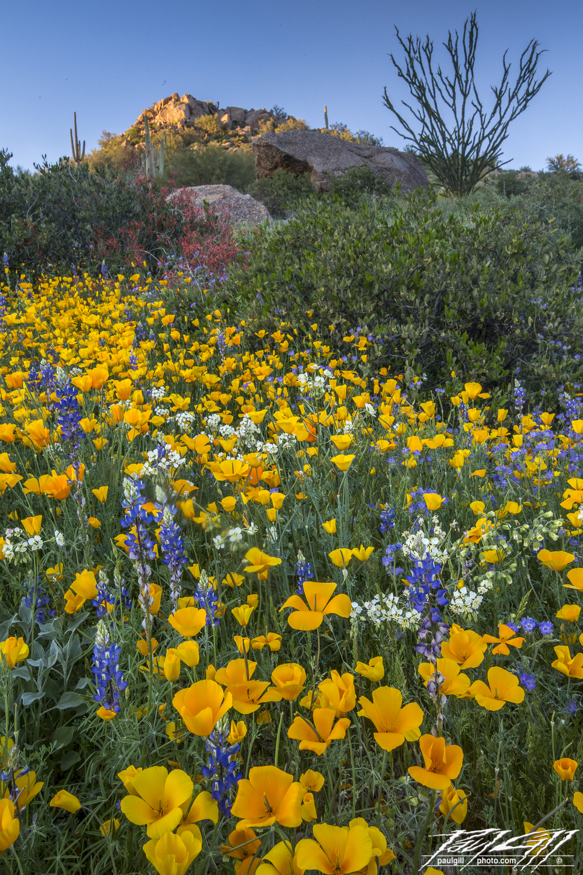 Bartlett Lake wildflowers-265 » Wild in Arizona