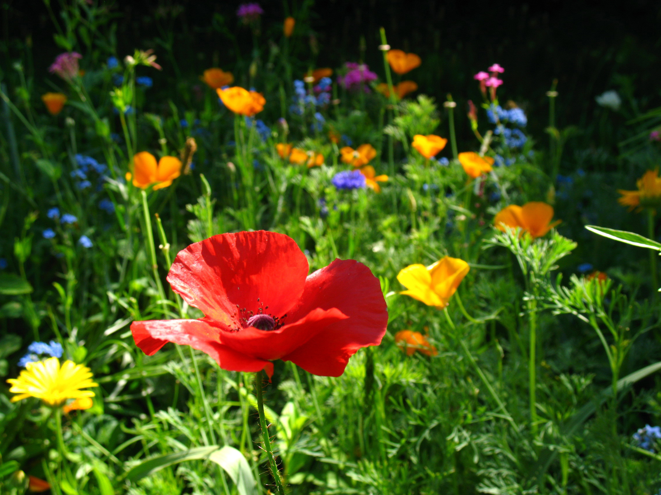 Replace Your High-Maintenance Lawn with Easy-Care Wildflowers