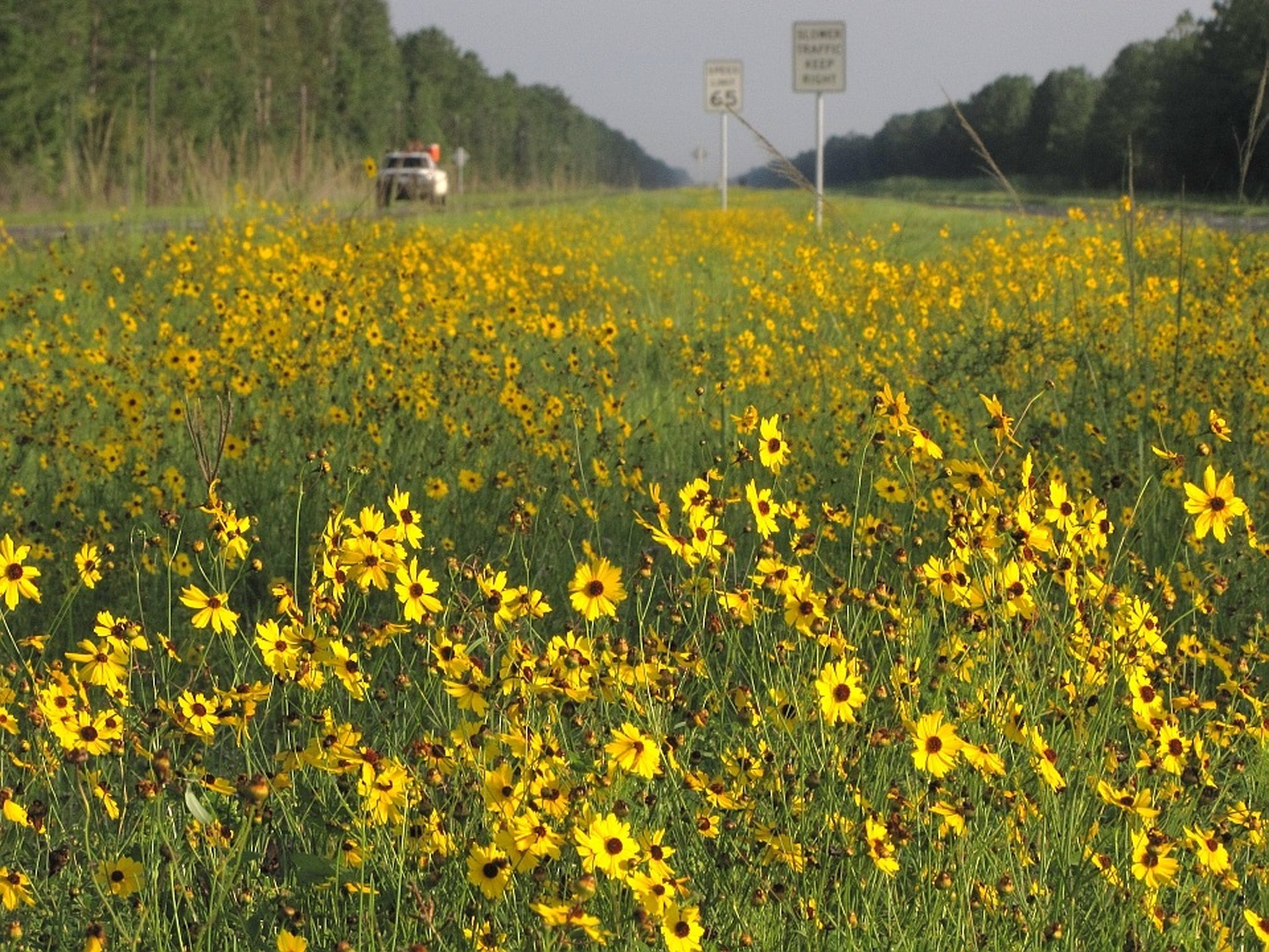 Florida wildflowers: Beauty, bees — and biodiversity - Orlando Sentinel