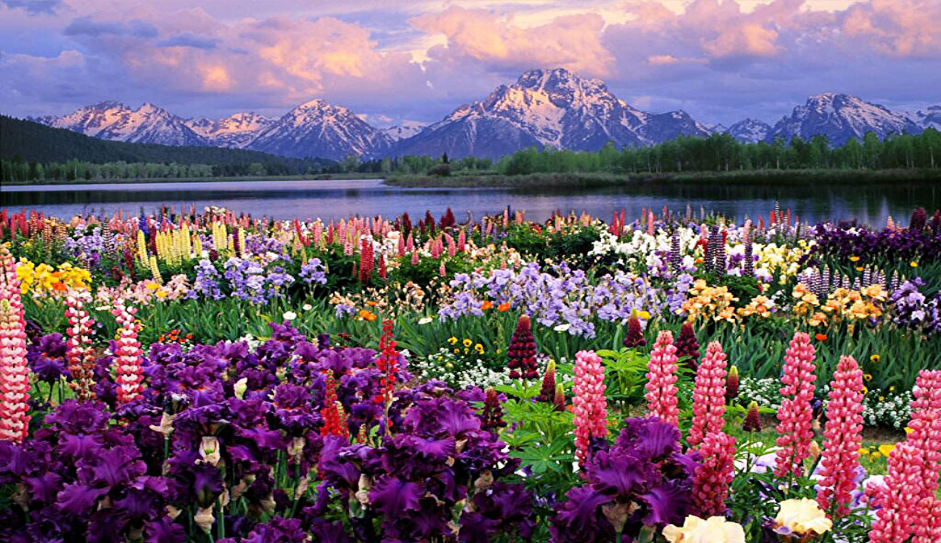 Grand Teton And Wildflowers Wyoming