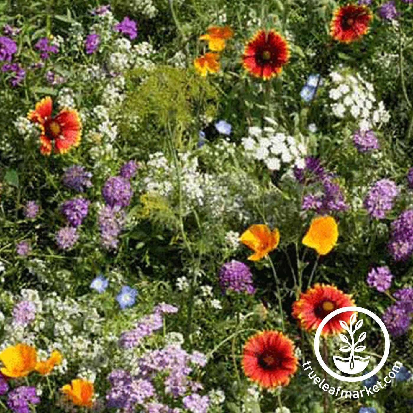 Low Growing Wildflower Seed Mix: Annual Wild Flowers