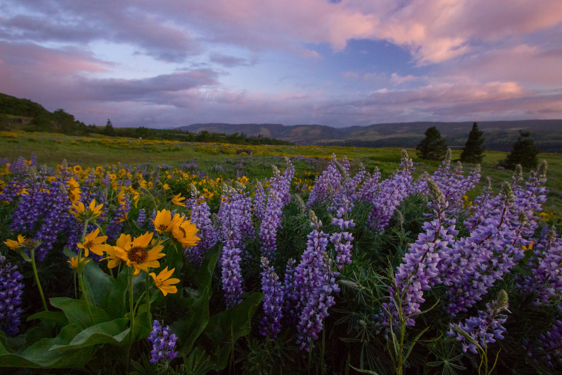 11 Epic Locations for Early Summer Wildflowers Near Portland ...