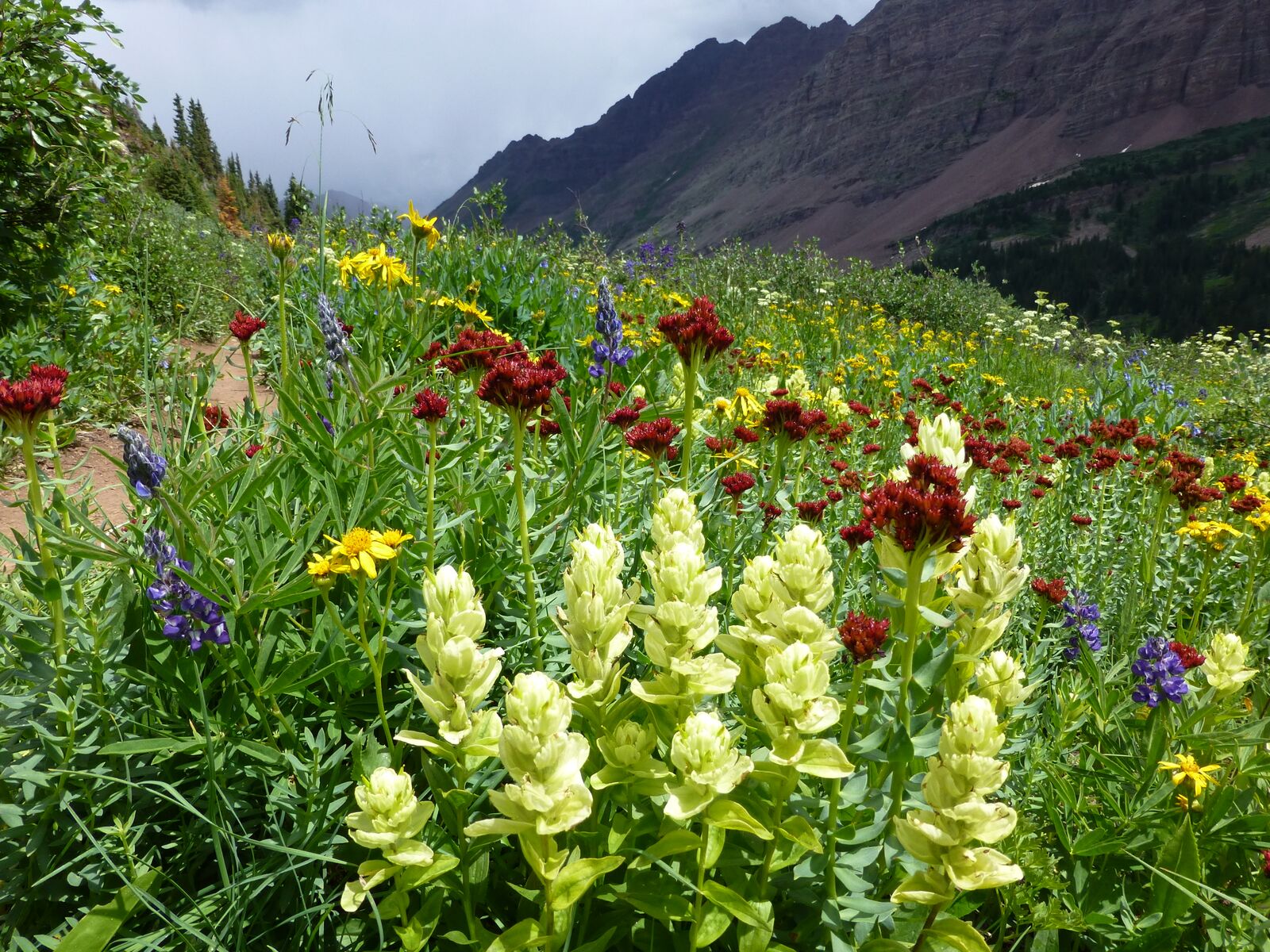Top Wildflower Hikes In Aspen | Aspen CO Chamber