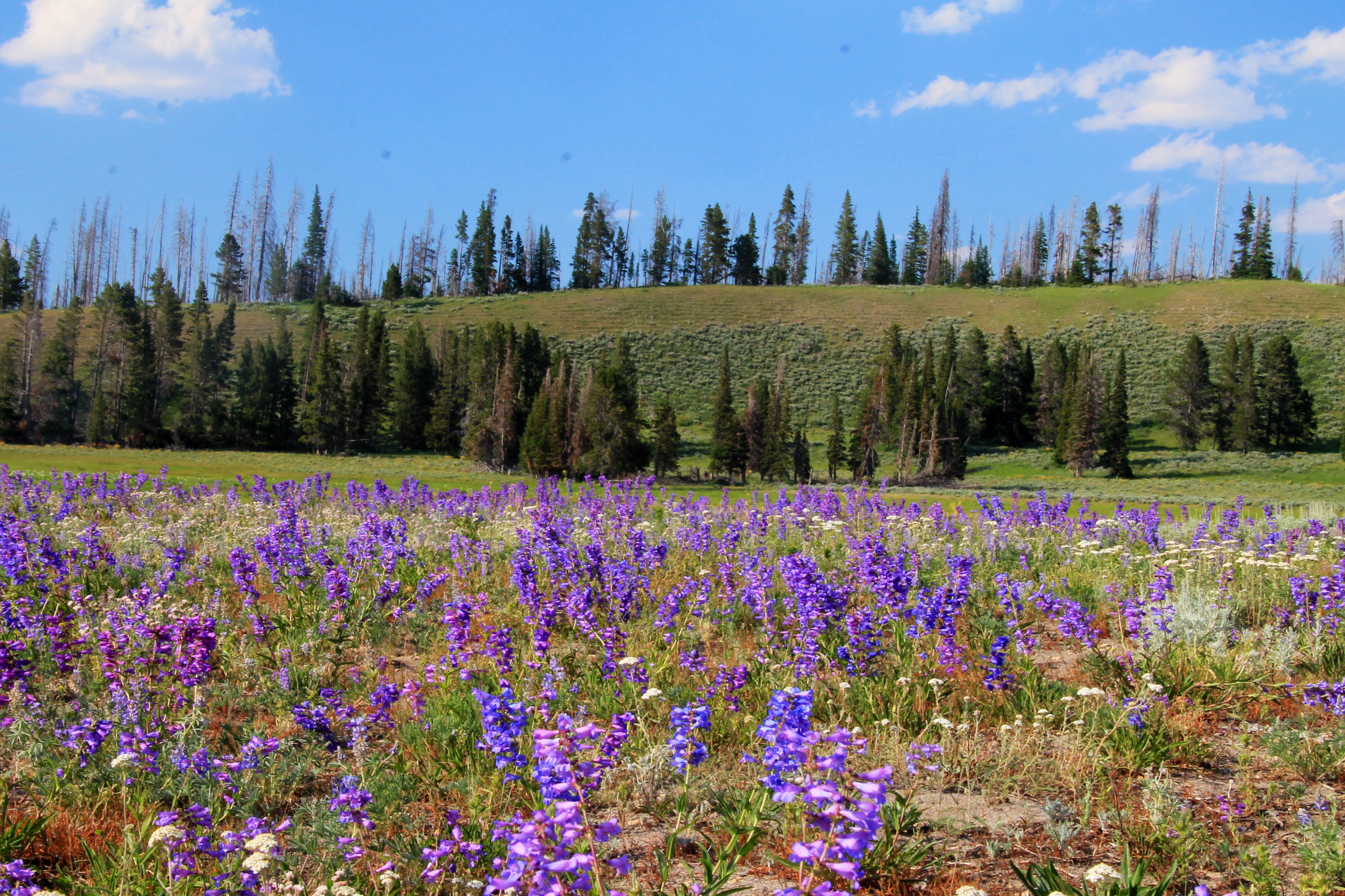Wyoming Wildflowers | SheridanMedia.com