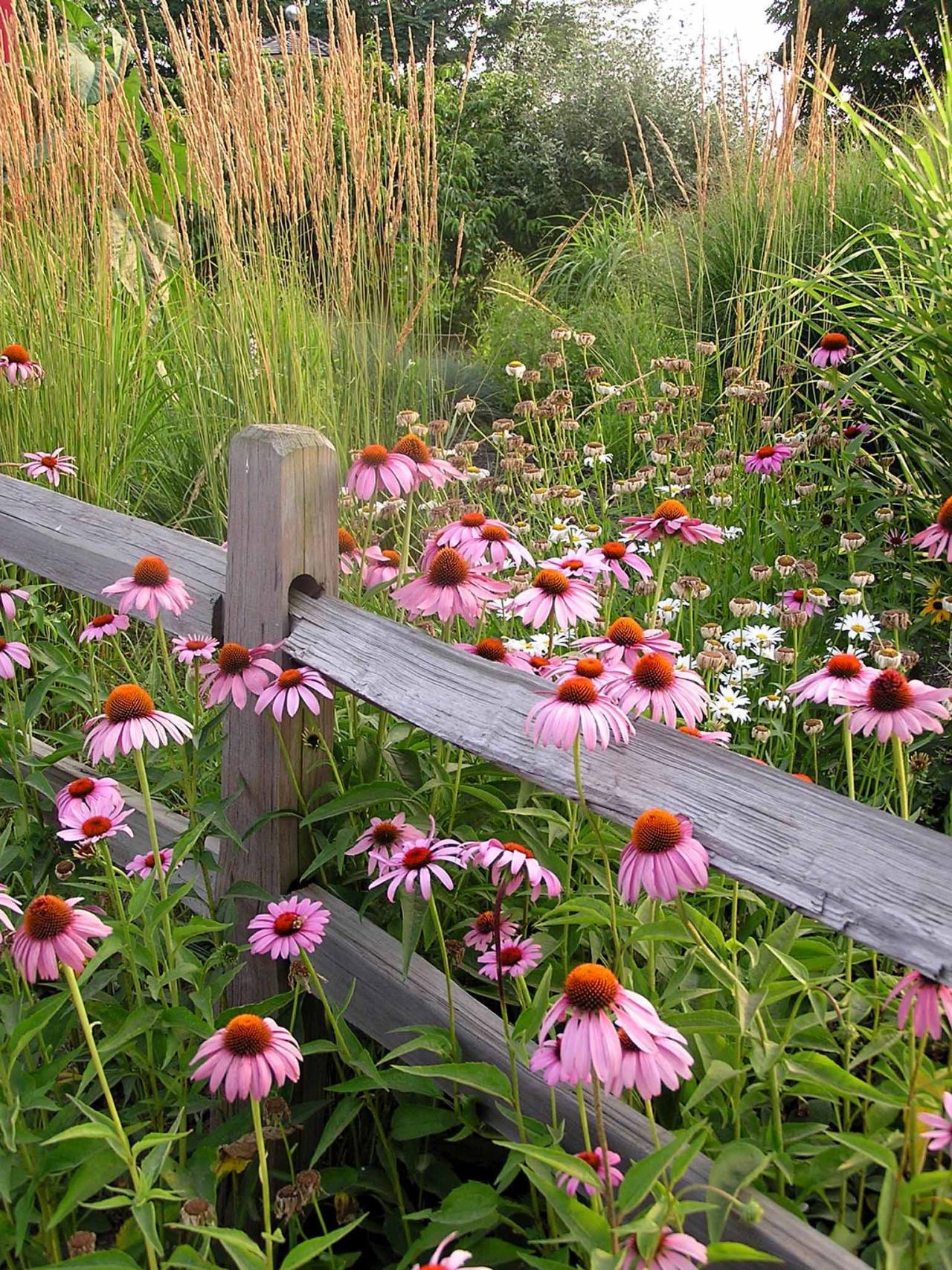 Plant Wildflowers in Your Garden and Keep Them Tidy and Organized ...
