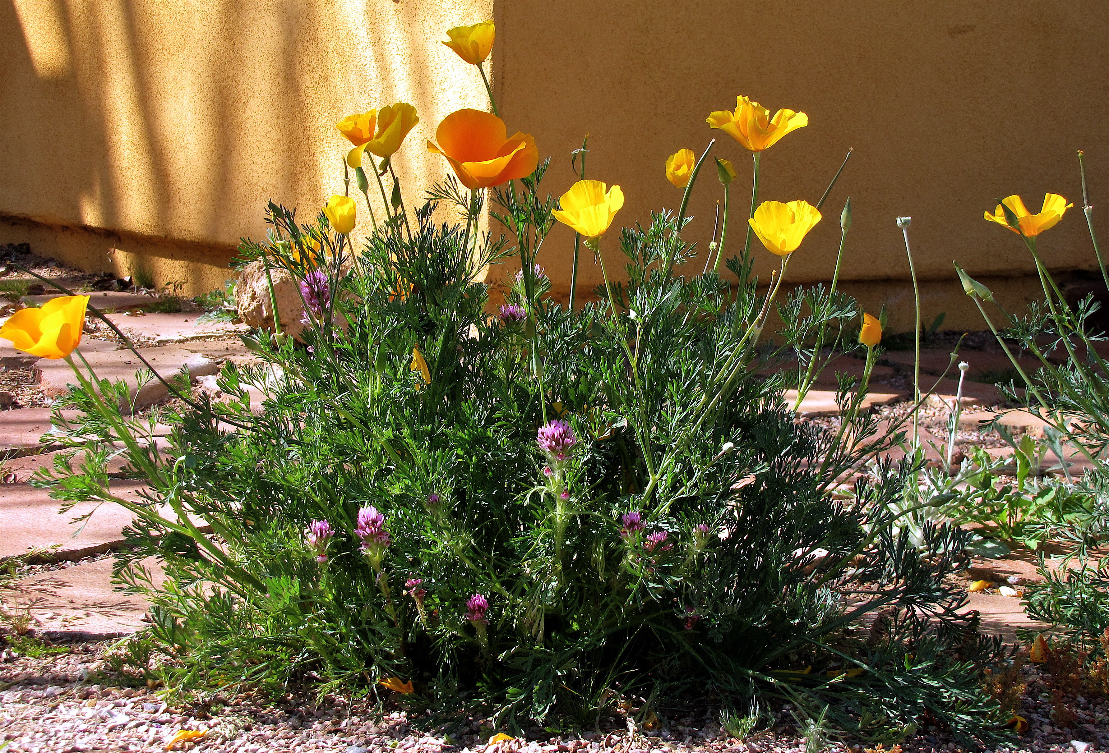 PLANT OF THE MONTH: WILDFLOWERS! - Water Use It Wisely