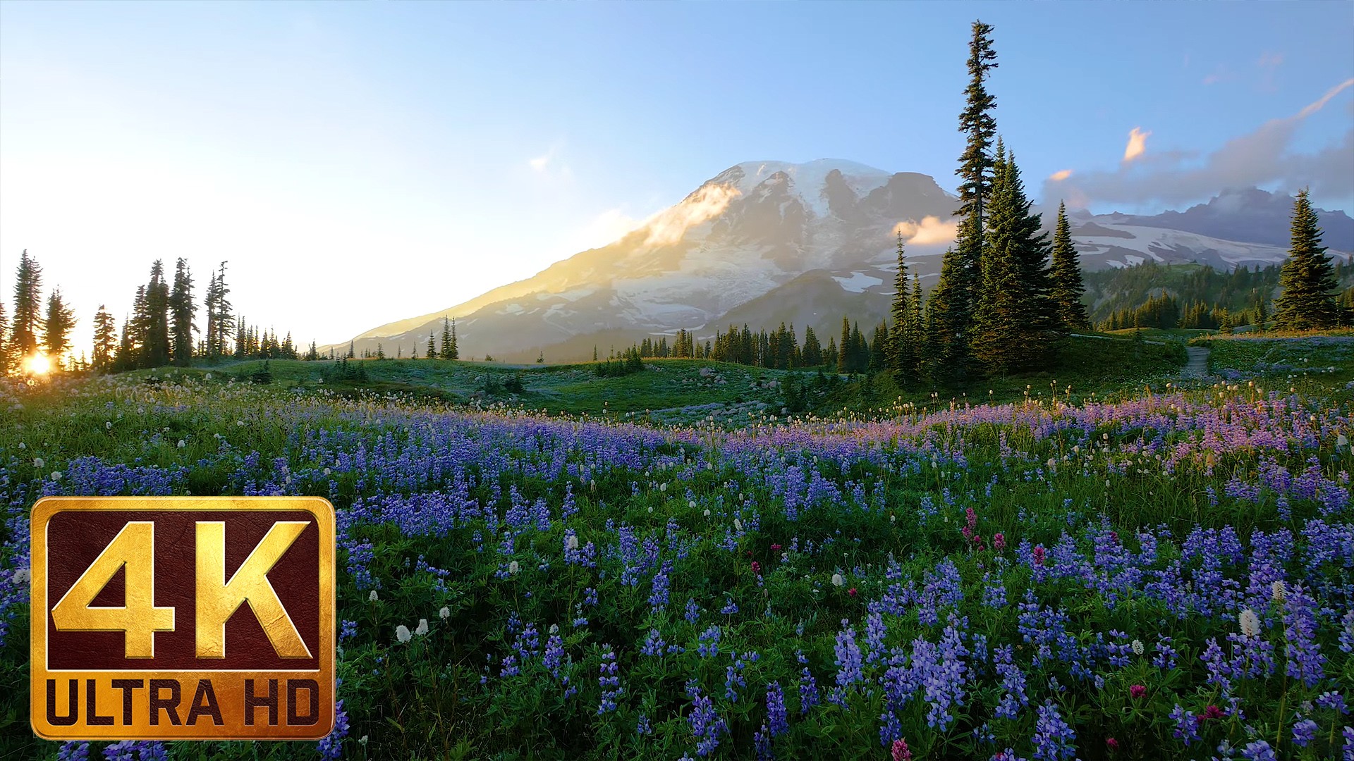 4K Nature Relaxation Video - Wild Flowers of Mount Rainier | ProArtInc