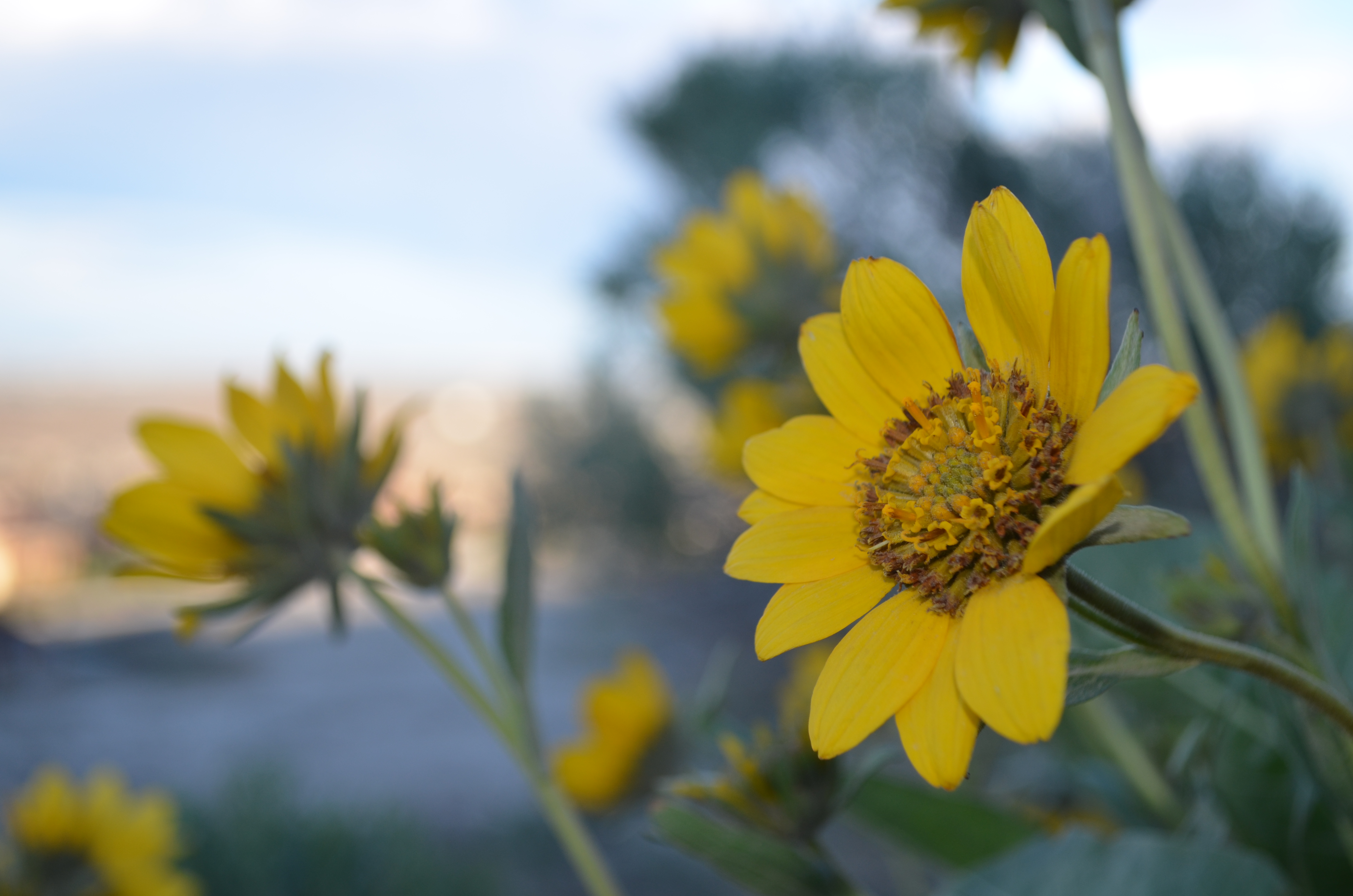 Columbia Basin Desert Wildflowers |