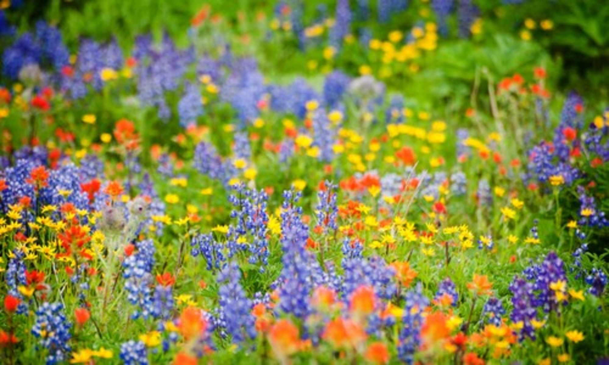 9 Tips for Wildflower Hunting - EcoWatch