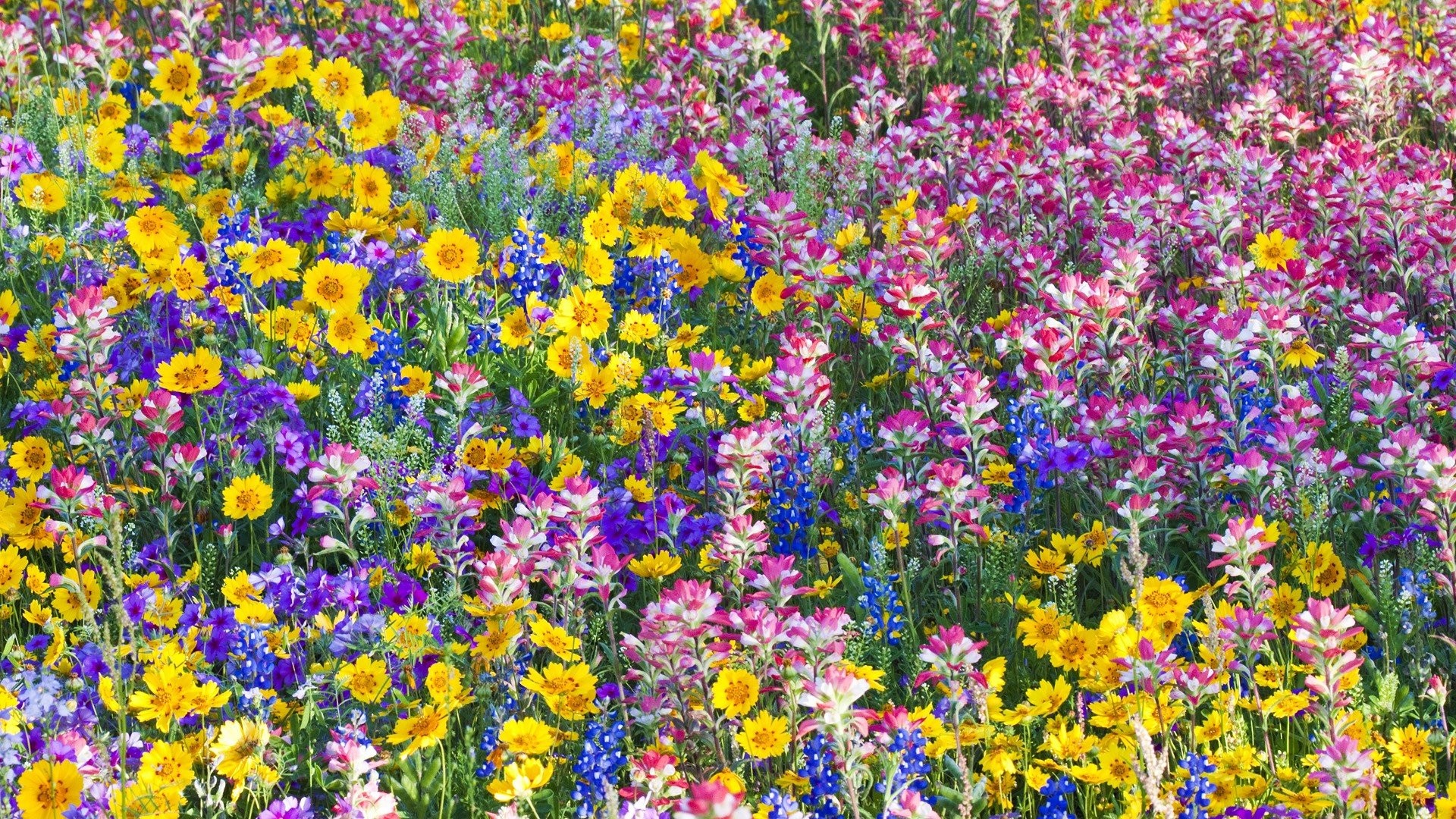 Flowers: Flowers Bluebells Multicolor Spring Wildflowers Texas ...