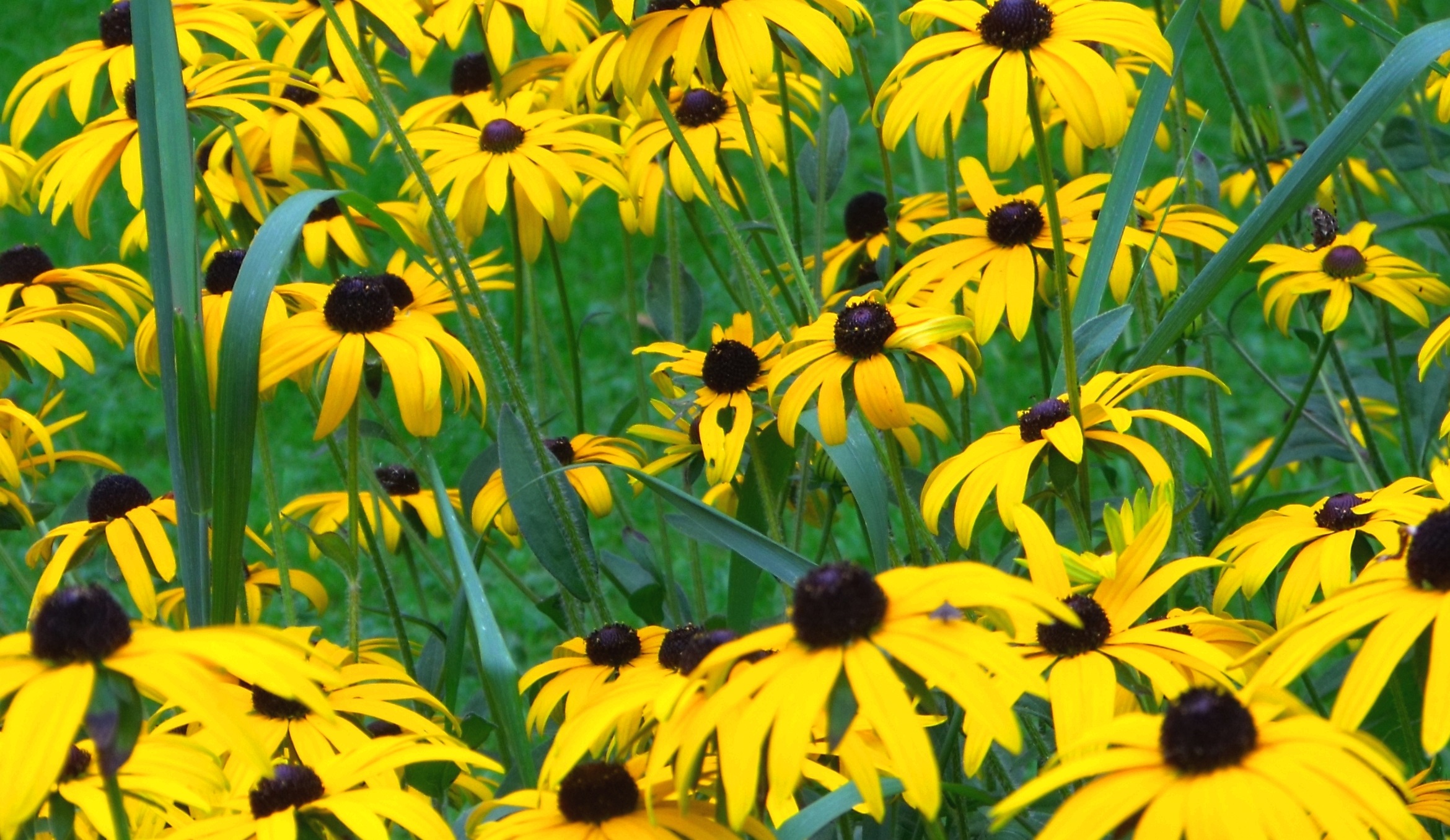 bioPGH Blog: Wild About Wildflowers | Phipps Conservatory and ...