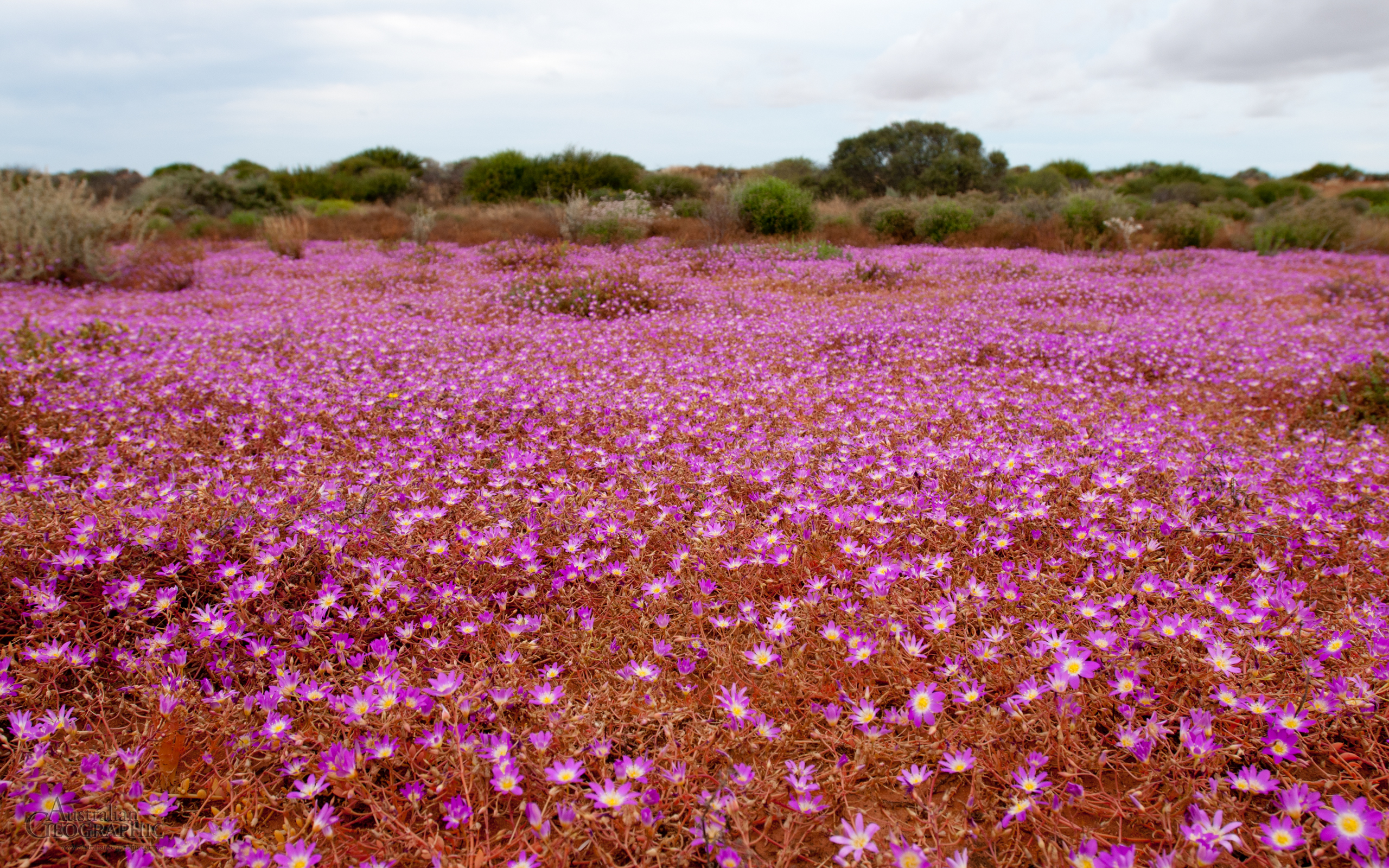 Wildflowers of Western Australia - Australian Geographic