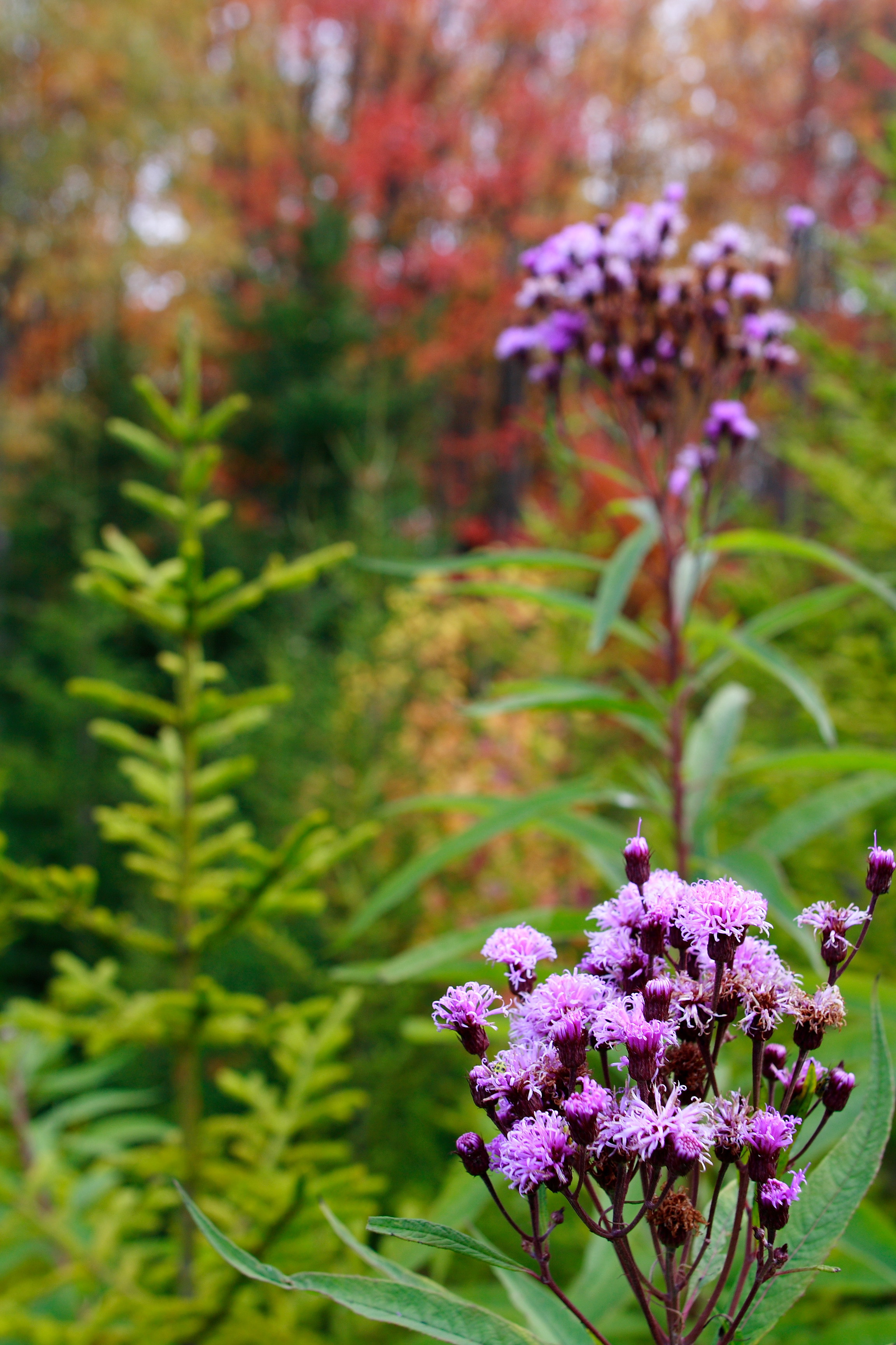 File:Fall-wildflowers - West Virginia - ForestWander.jpg - Wikimedia ...