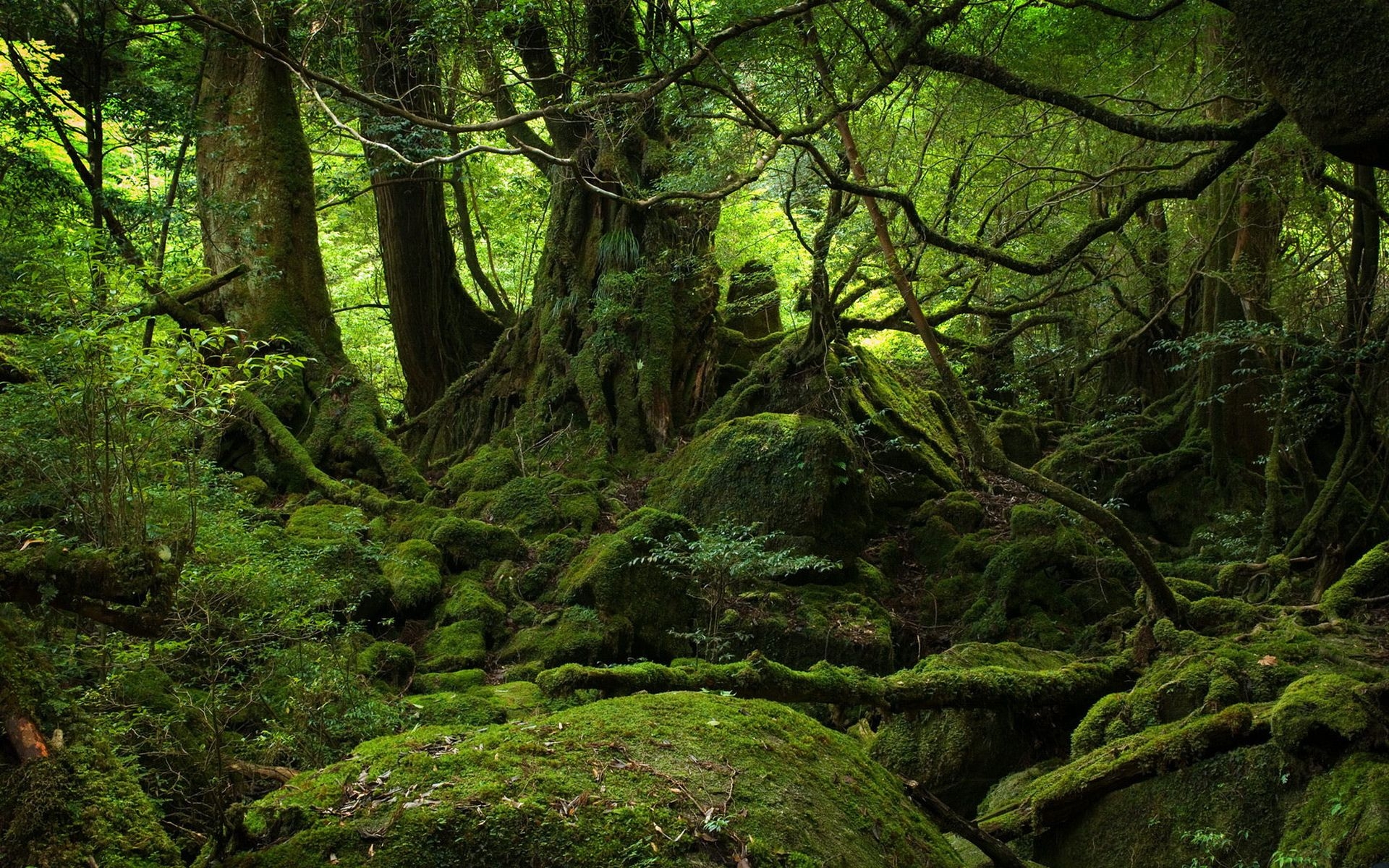 Wild forest (Yakushima, Japan) / 1920 x 1200 / Forest / Photography ...