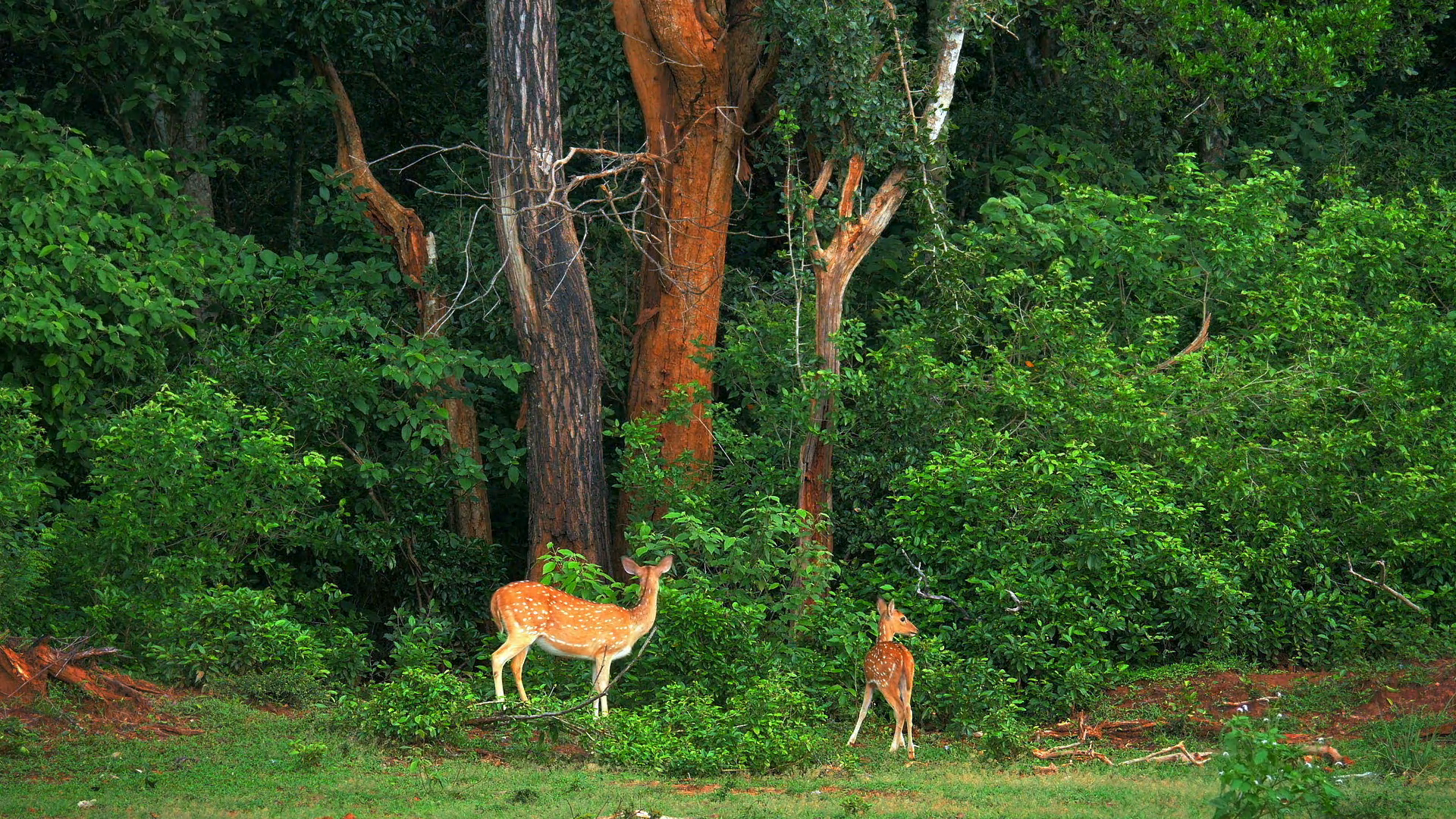 Deer in wild forest of national park in Sri Lanka. Wildlife safari ...