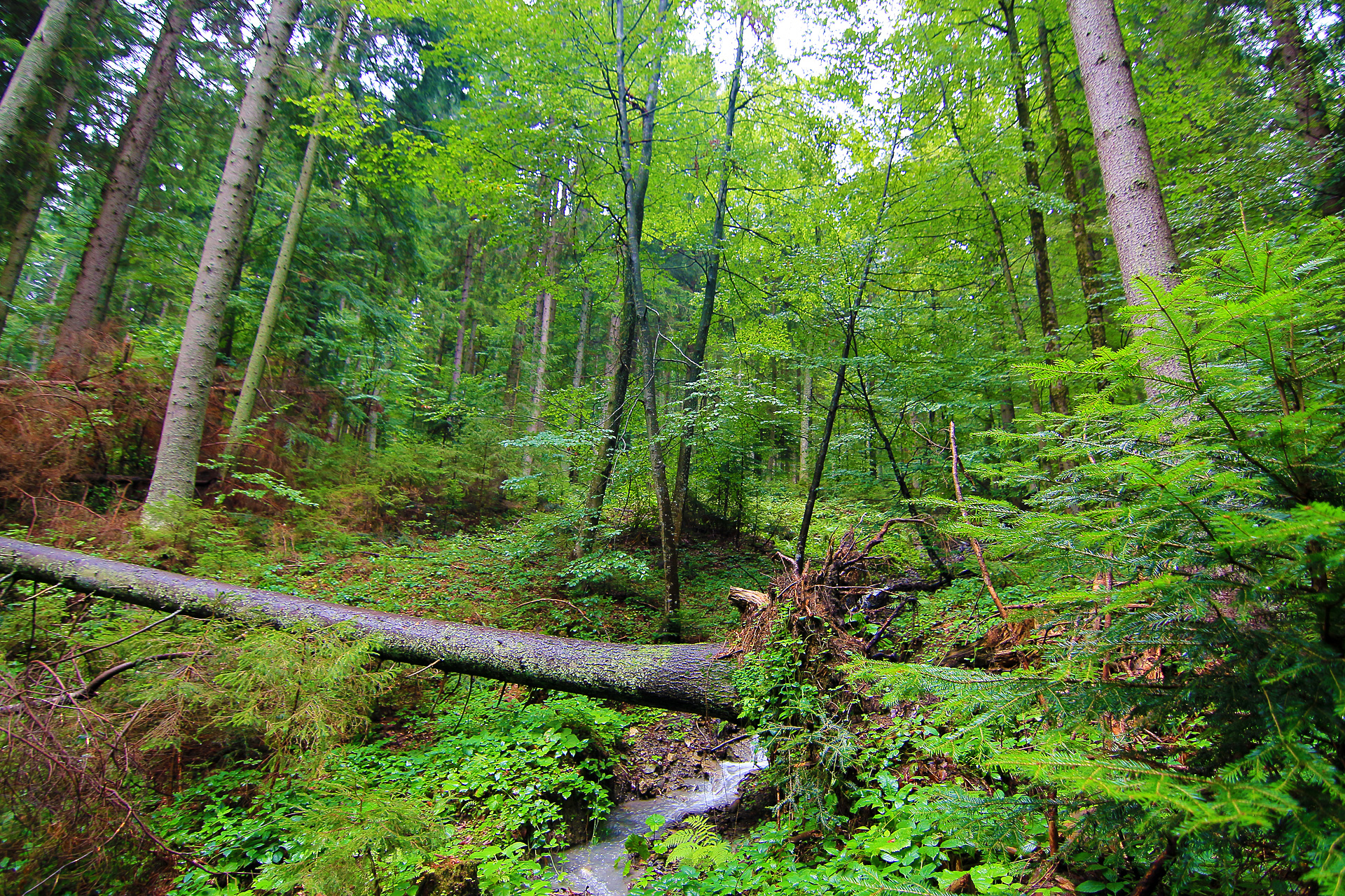 Fallen tree Wild Forest Woods in Carpathian Mountains - The ...