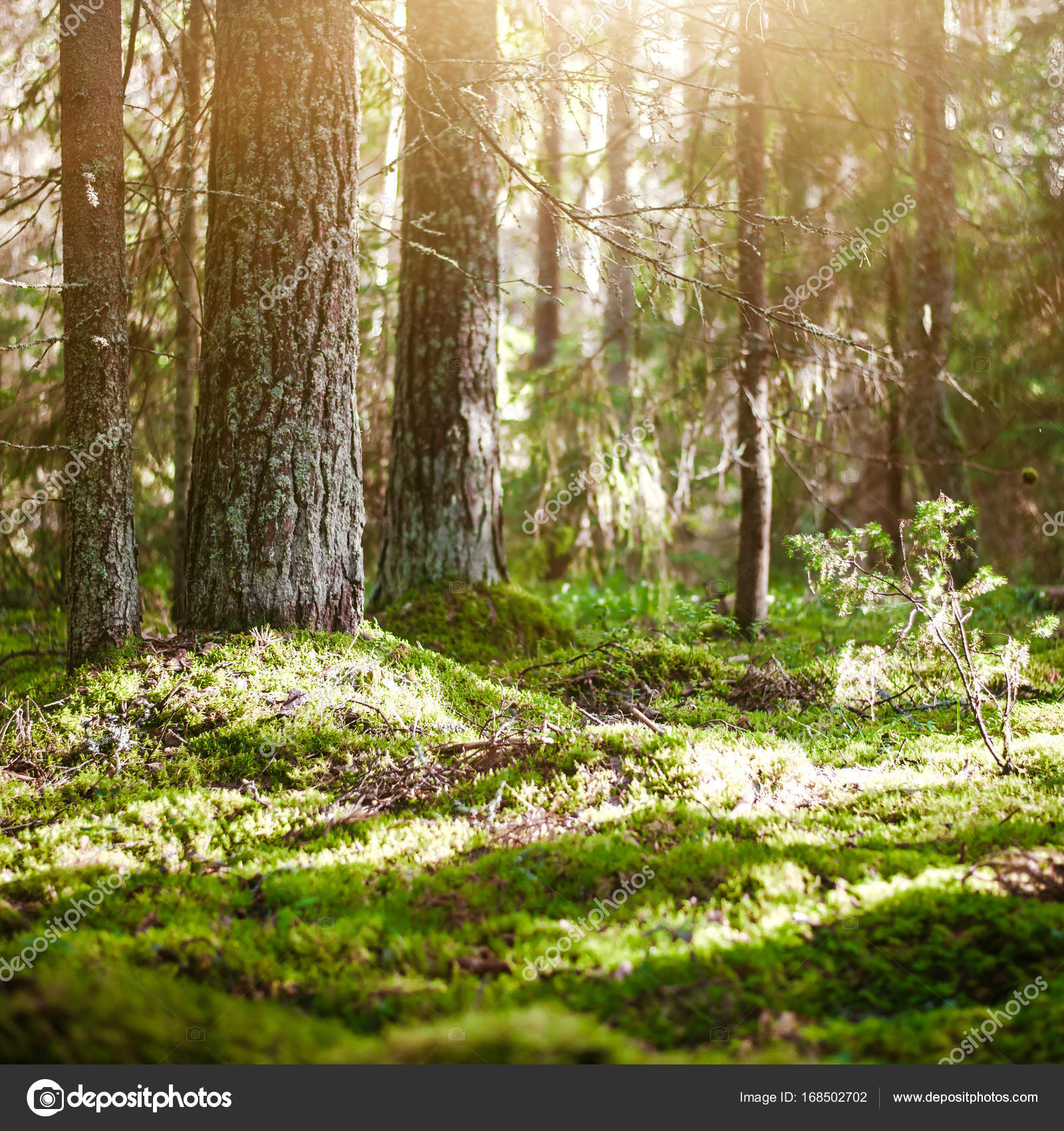 Wild forest panorama — Stock Photo © 1xpert #168502702