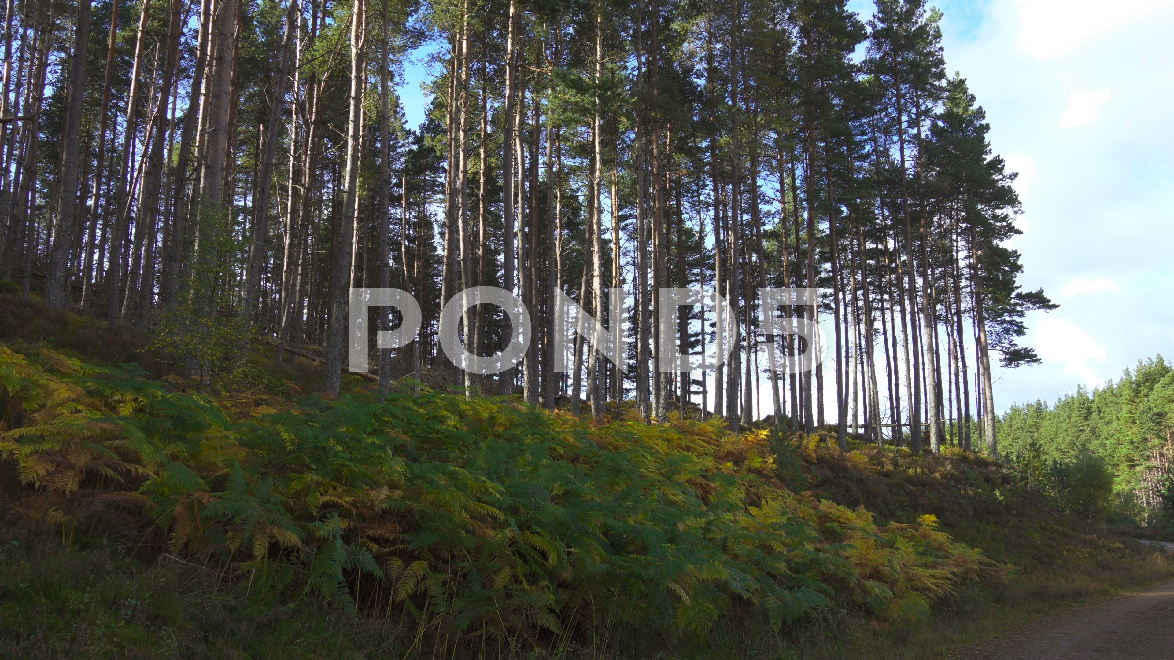 Stock Video: Wild Forest in Scotland ~ #82880179 | Pond5