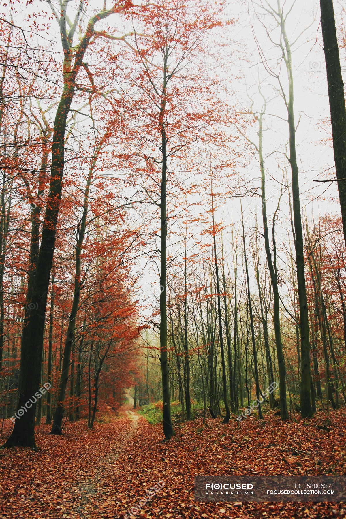 Wild forest at fall — Stock Photo | #158006378