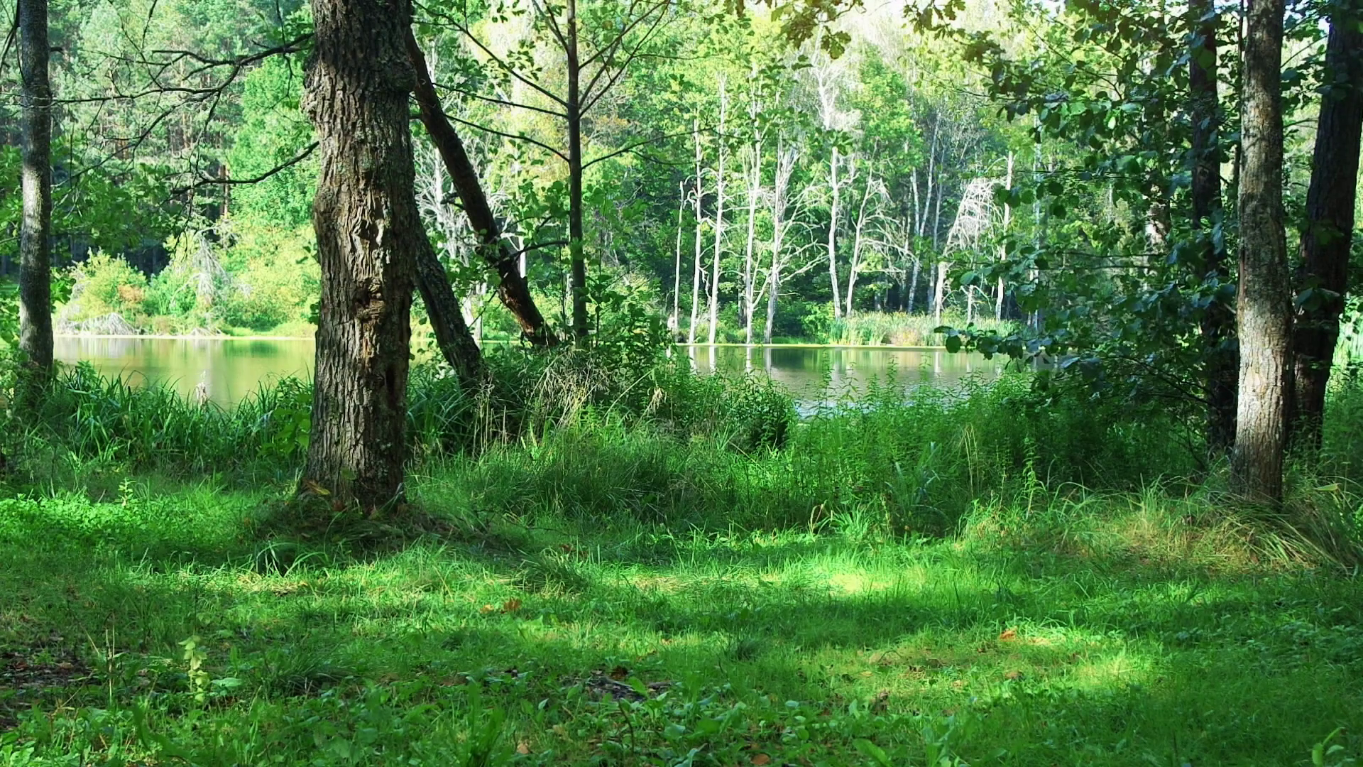 Wild forest and lake at sunny day. Stock Video Footage - VideoBlocks