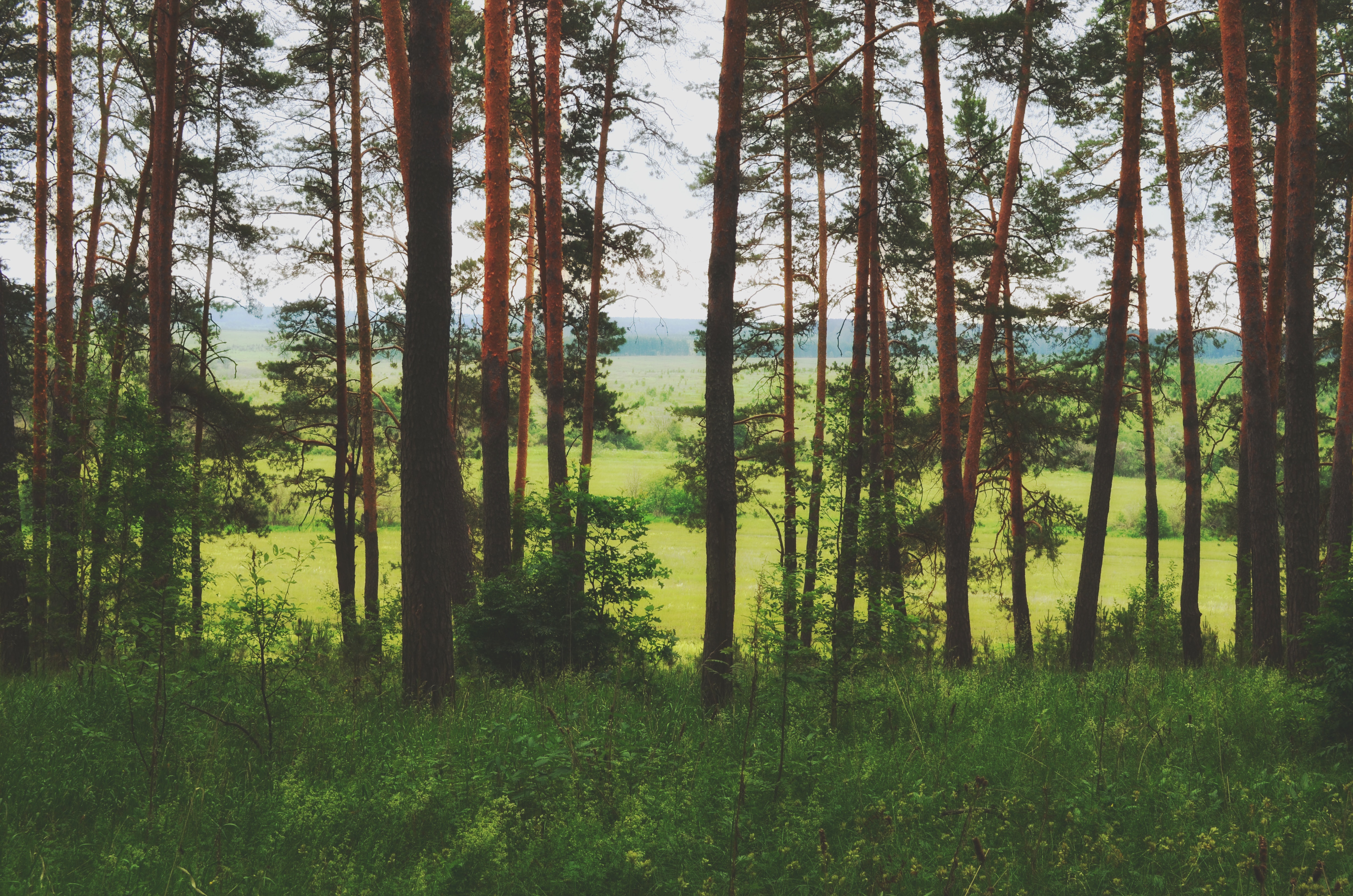 Free stock photo of forest, nature, wild forest