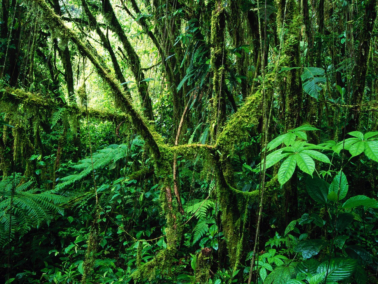 Forests: Costa Trees Rica Monteverde Ferns Rainforest Wild Forest ...