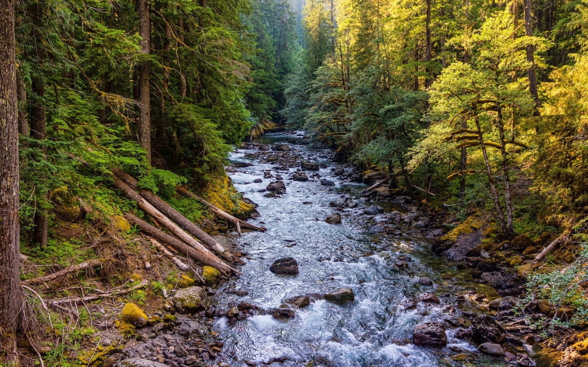 1920x1200 Wild River Through The Forest desktop PC and Mac wallpaper