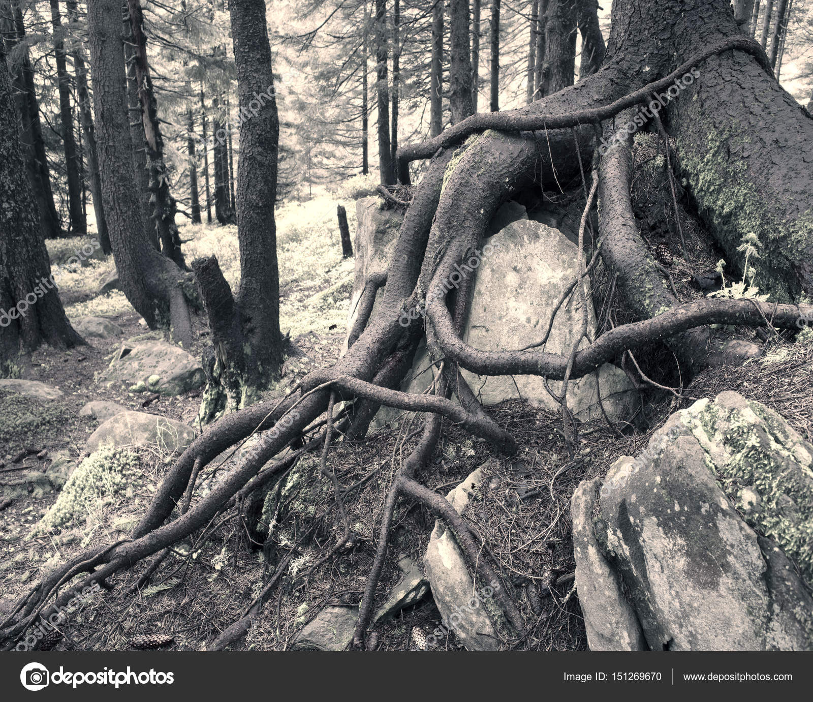 The mysterious wild forest — Stock Photo © panaramka.ukr.net #151269670