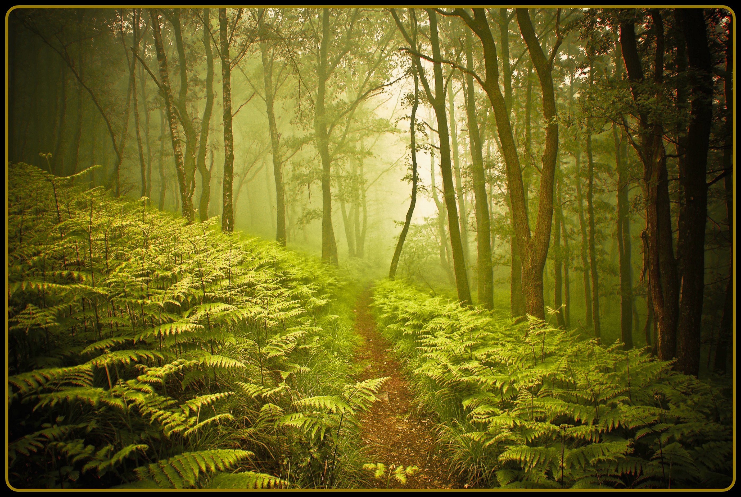 Forest: Path Morning Walk Ferns Trees Wild Forest 3D Wallpaper HD 16 ...