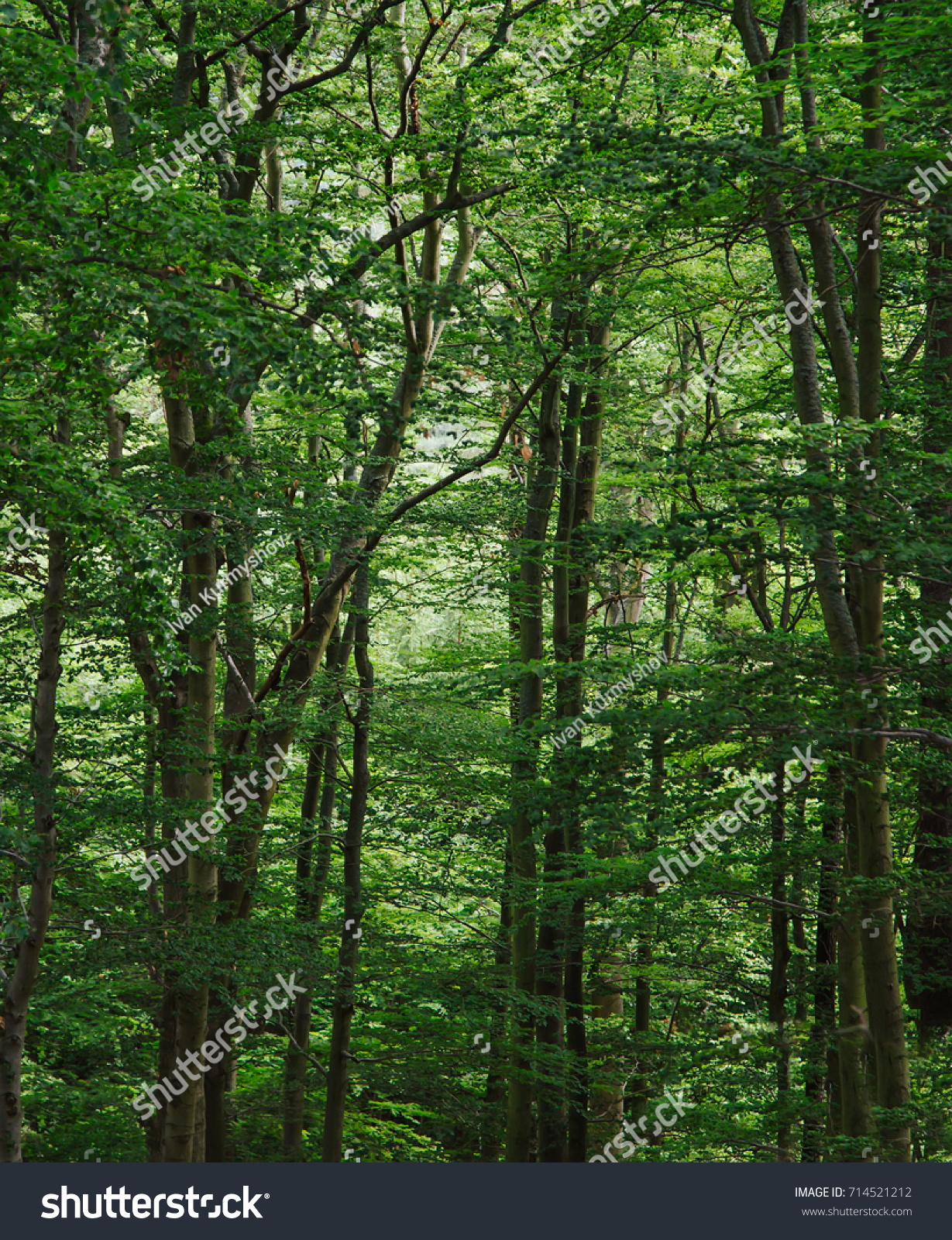 Green Wild Forest High Beautiful Trees Stock Photo (Royalty Free ...