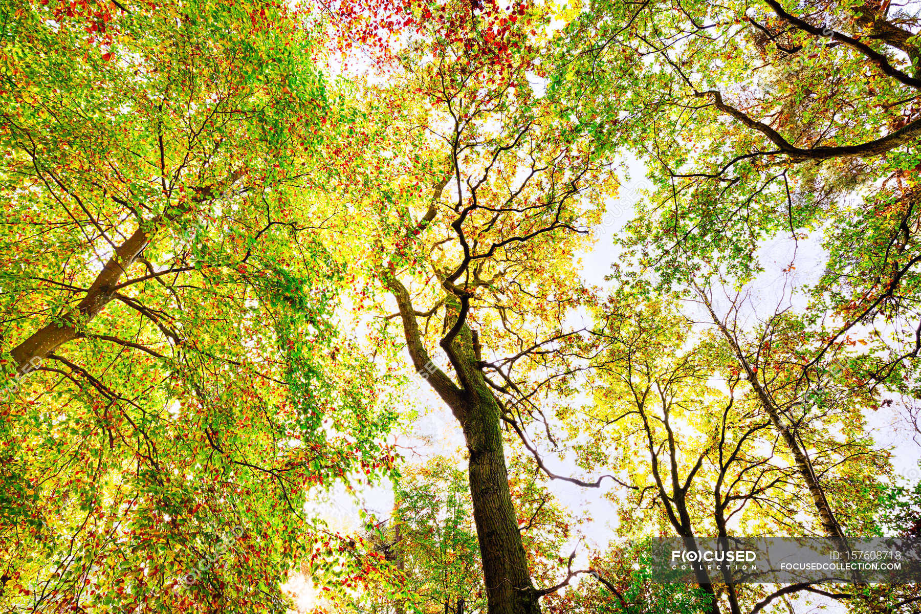 Wild forest at fall — Stock Photo | #157608718