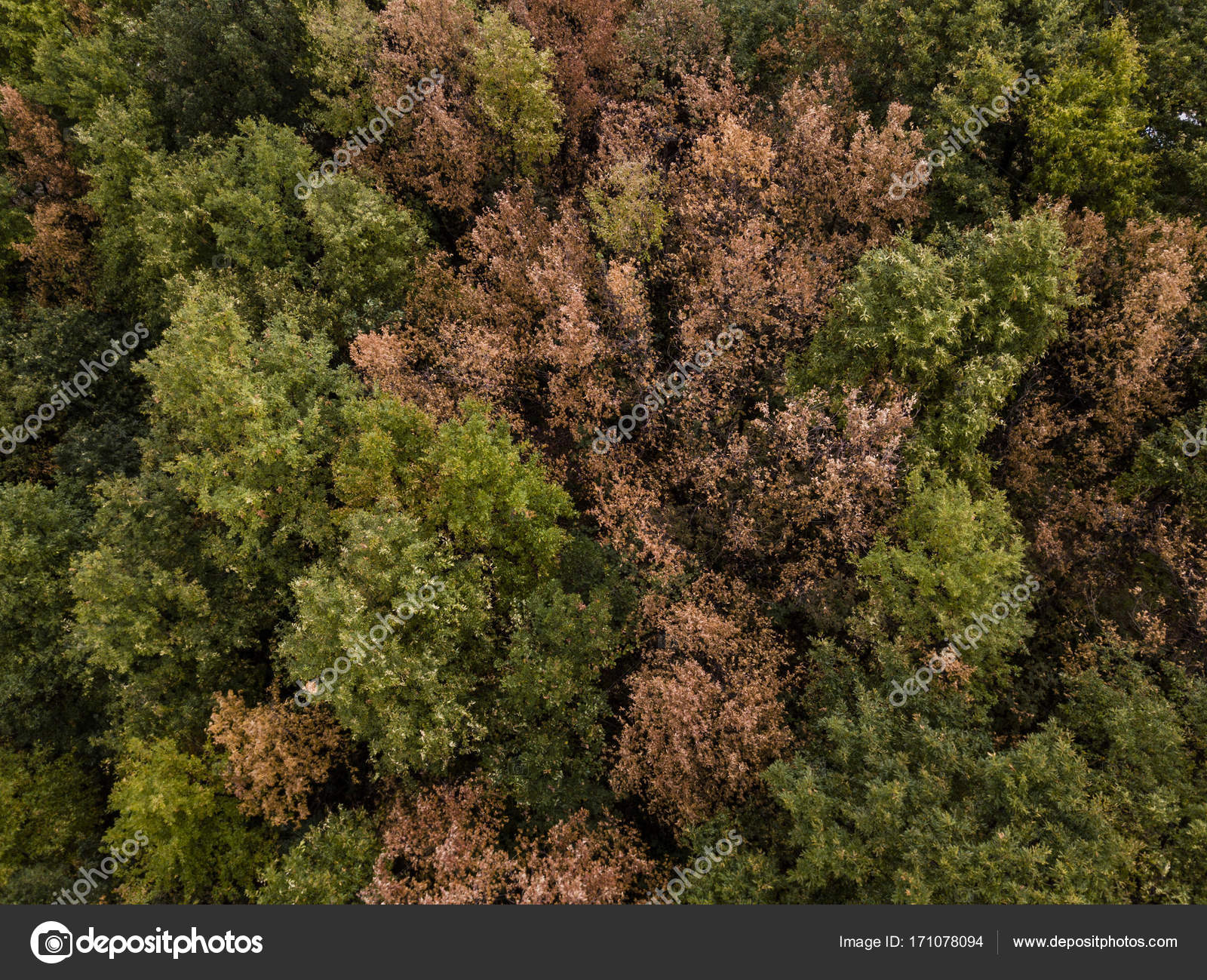 Aerial view of the Italian wild forest with tall and colorful trees ...