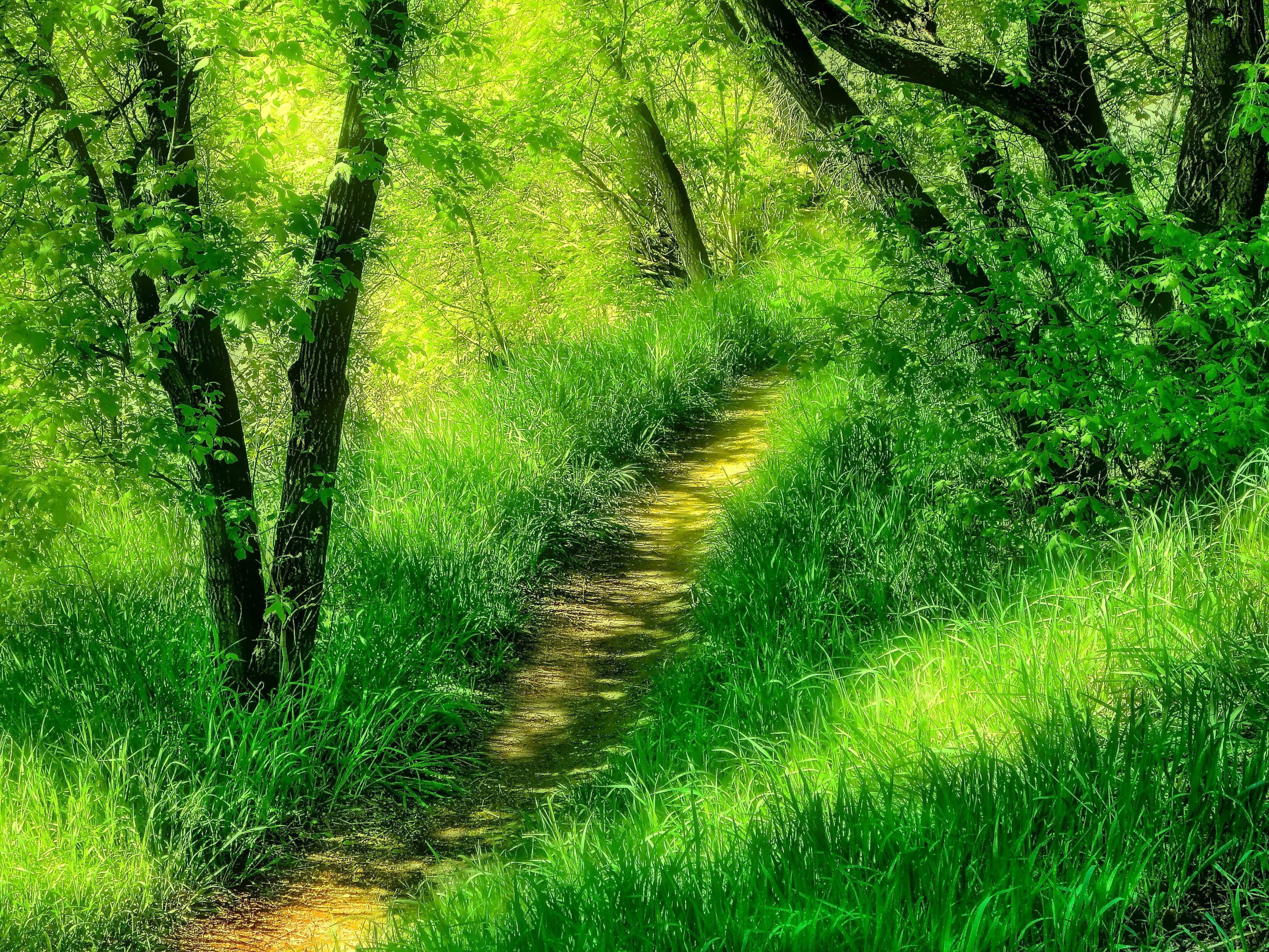 Grass Green Wild Forest Branches Beautiful Path Nature Trees HD Live ...