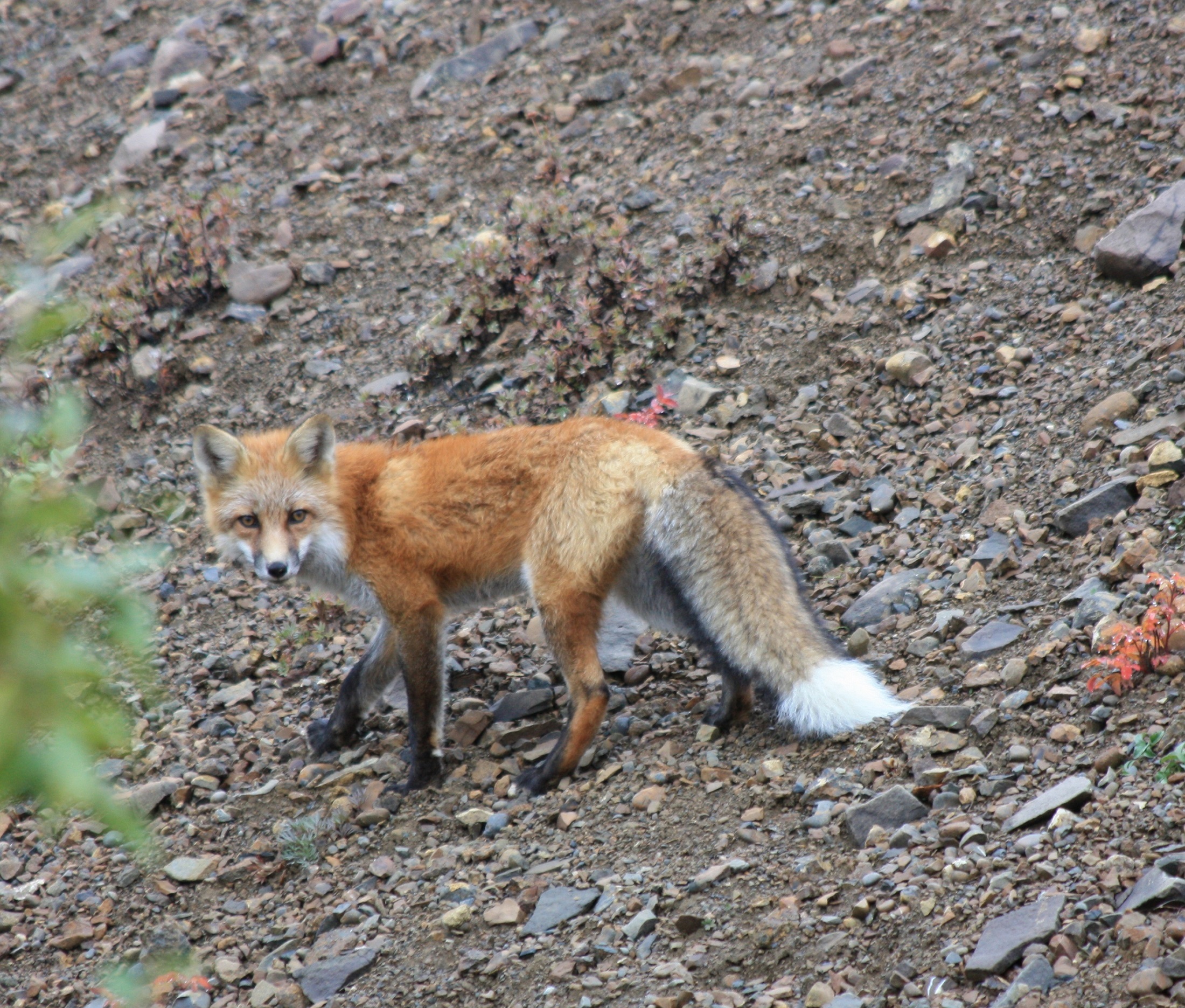 Wild fox photo