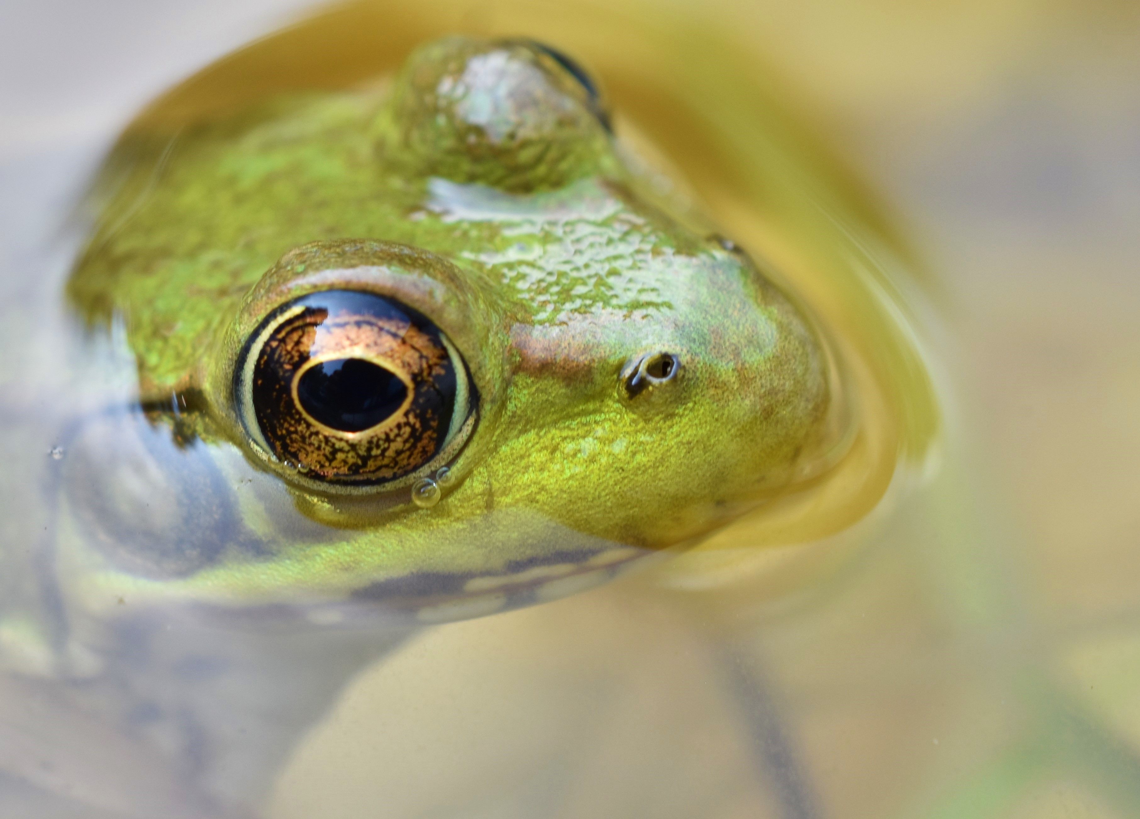 Wild Frog Eye — Steemit