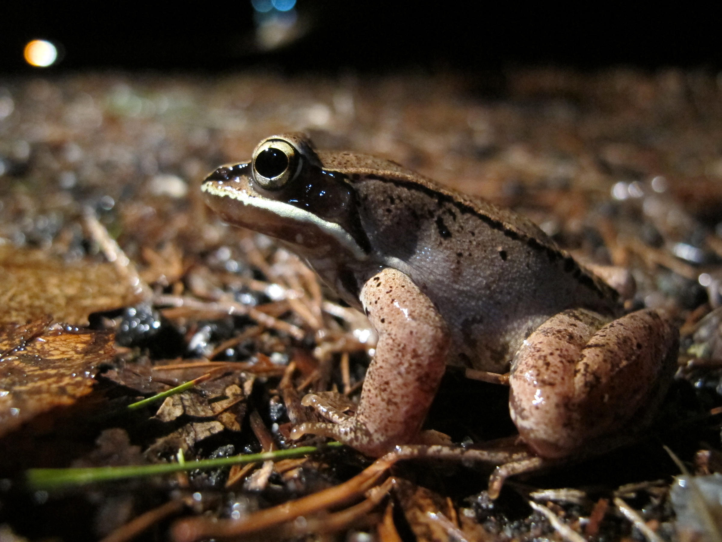 Something Wild: Frozen Wood Frogs Thaw Out | New Hampshire Public Radio