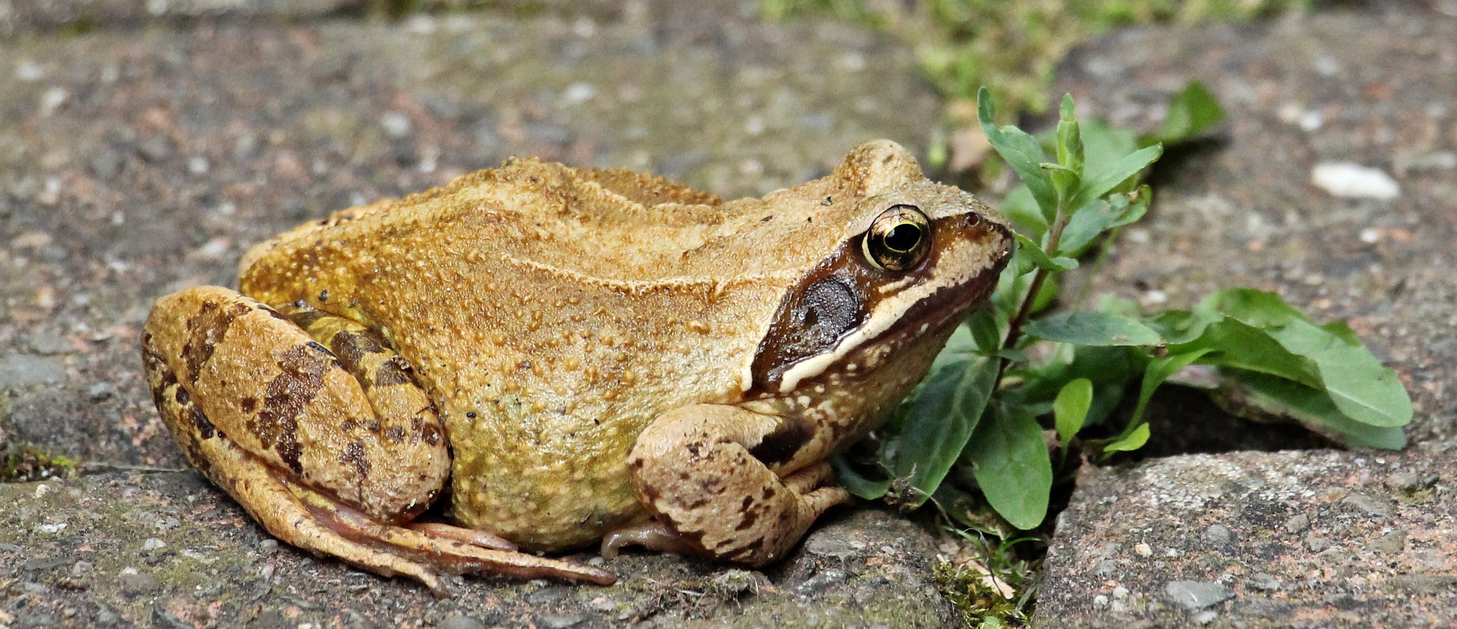 Wild frog photo