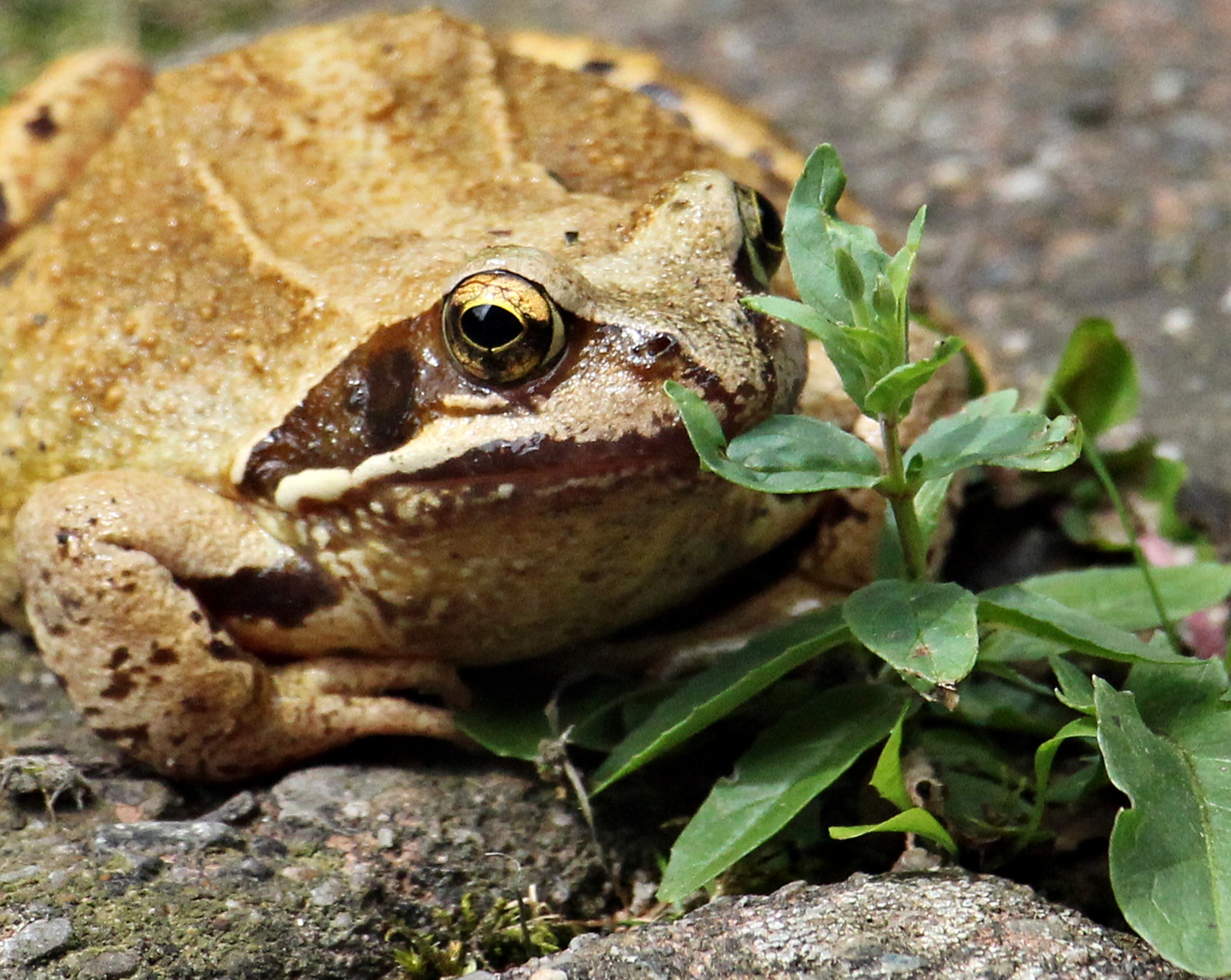 Wild frog photo