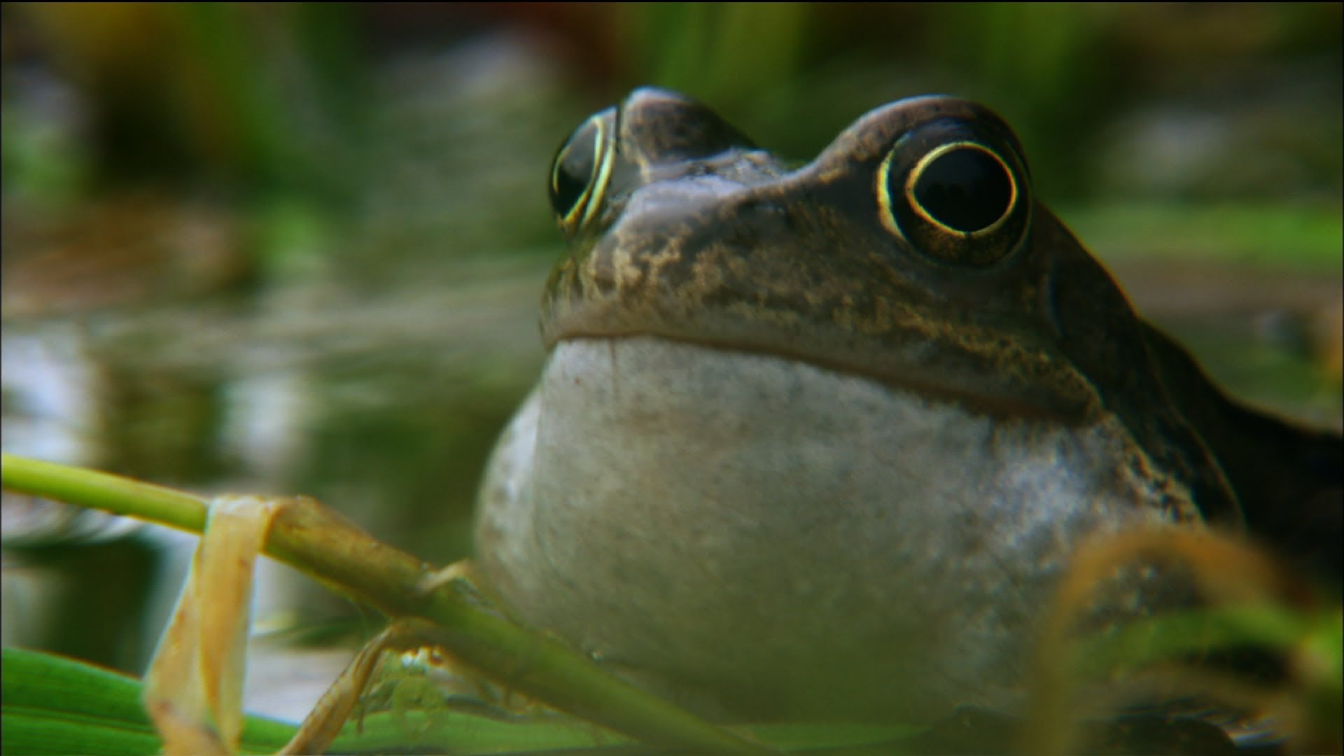 Frog mating season on the Shannon | Ireland's Wild River | Nature on ...