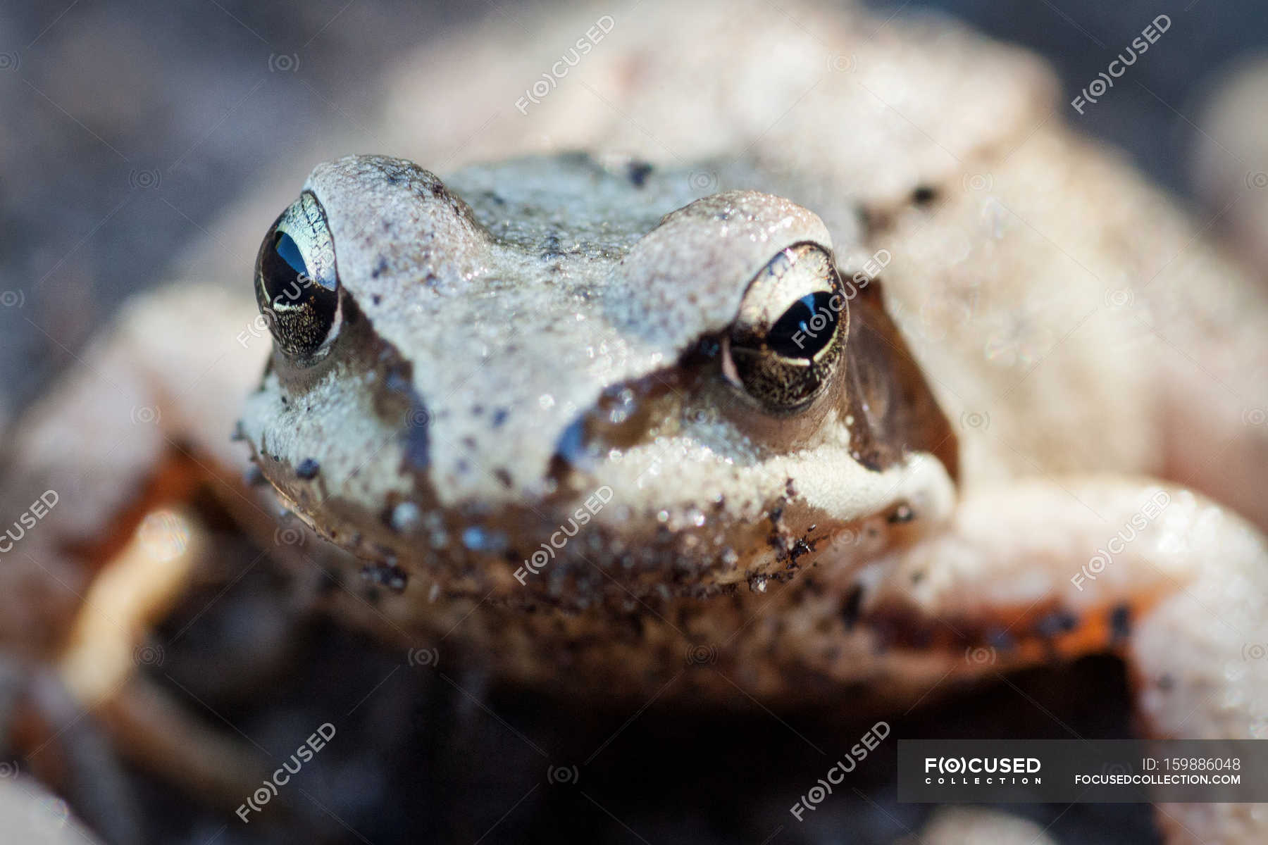 Frog in wild nature — Stock Photo | #159886048