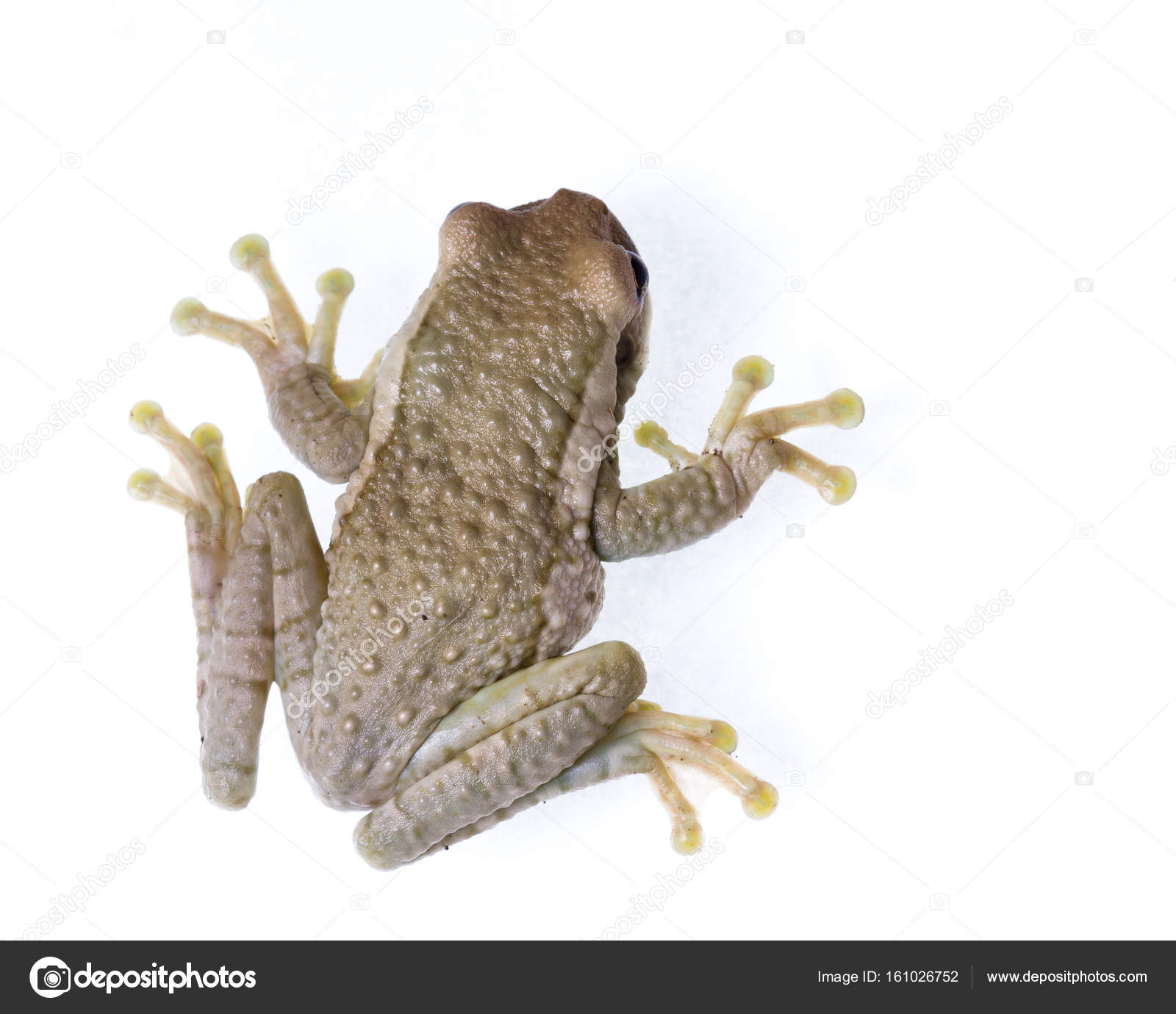 wild frog close up — Stock Photo © wollertz #161026752