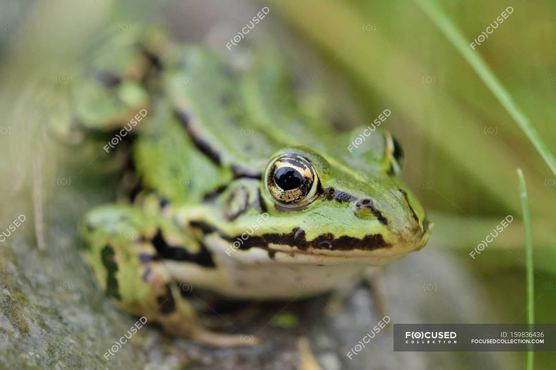 Frog in wild nature — Stock Photo | #159836436