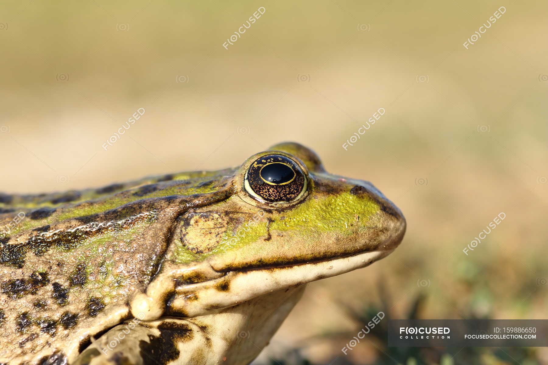 Frog in wild nature — Stock Photo | #159886650