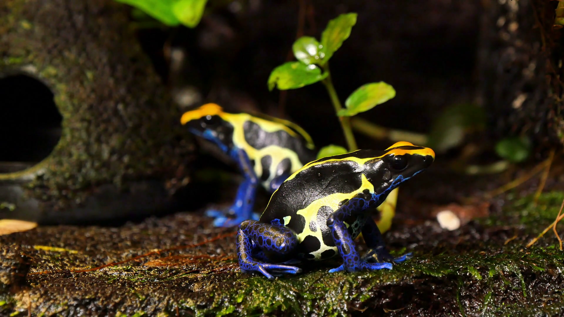 Blue and Yellow Poison Dart Frog Couple These amphibians are known ...