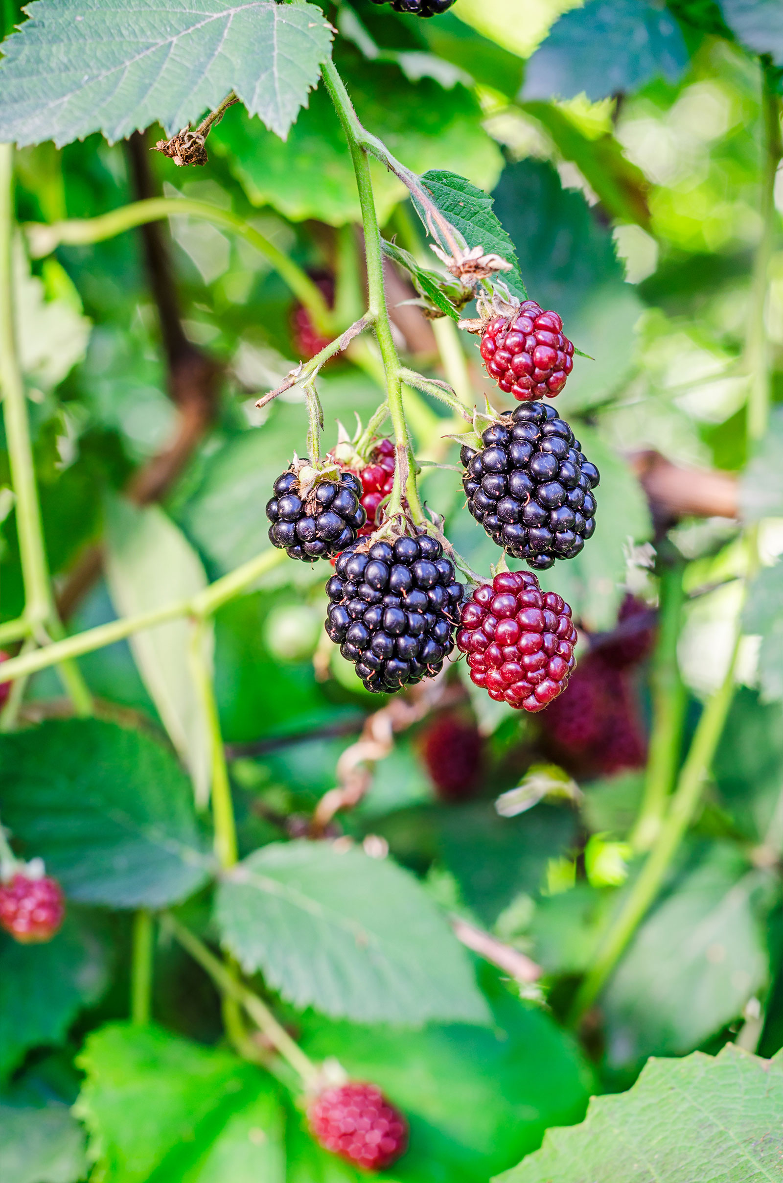 Wild Fruit: Finding Free Food in Your Neighborhood - NaturalCave